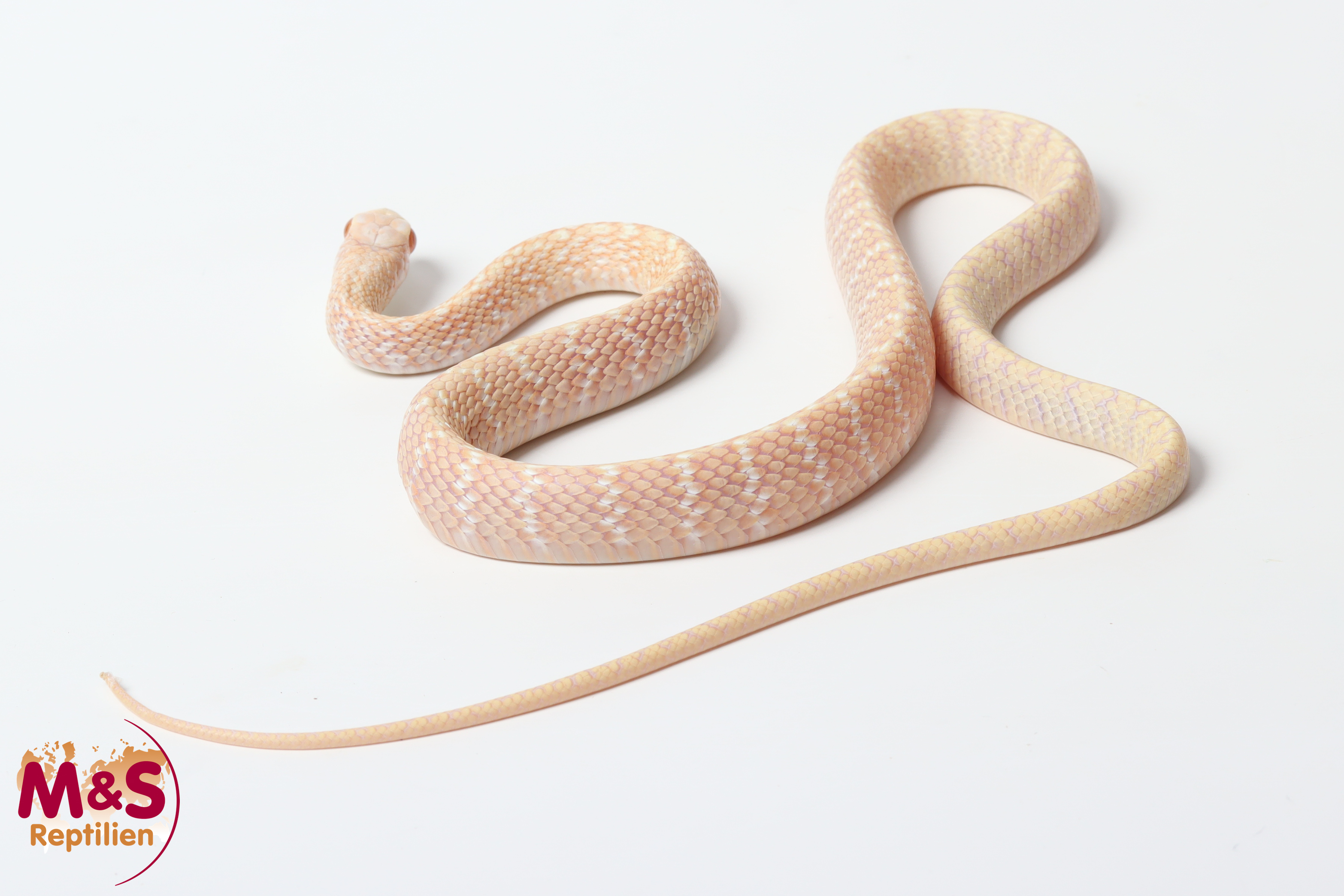 Gebänderte Rattenschlange T-Albino NZ´25 (ca. 80-100 cm) Ptyas mucosa