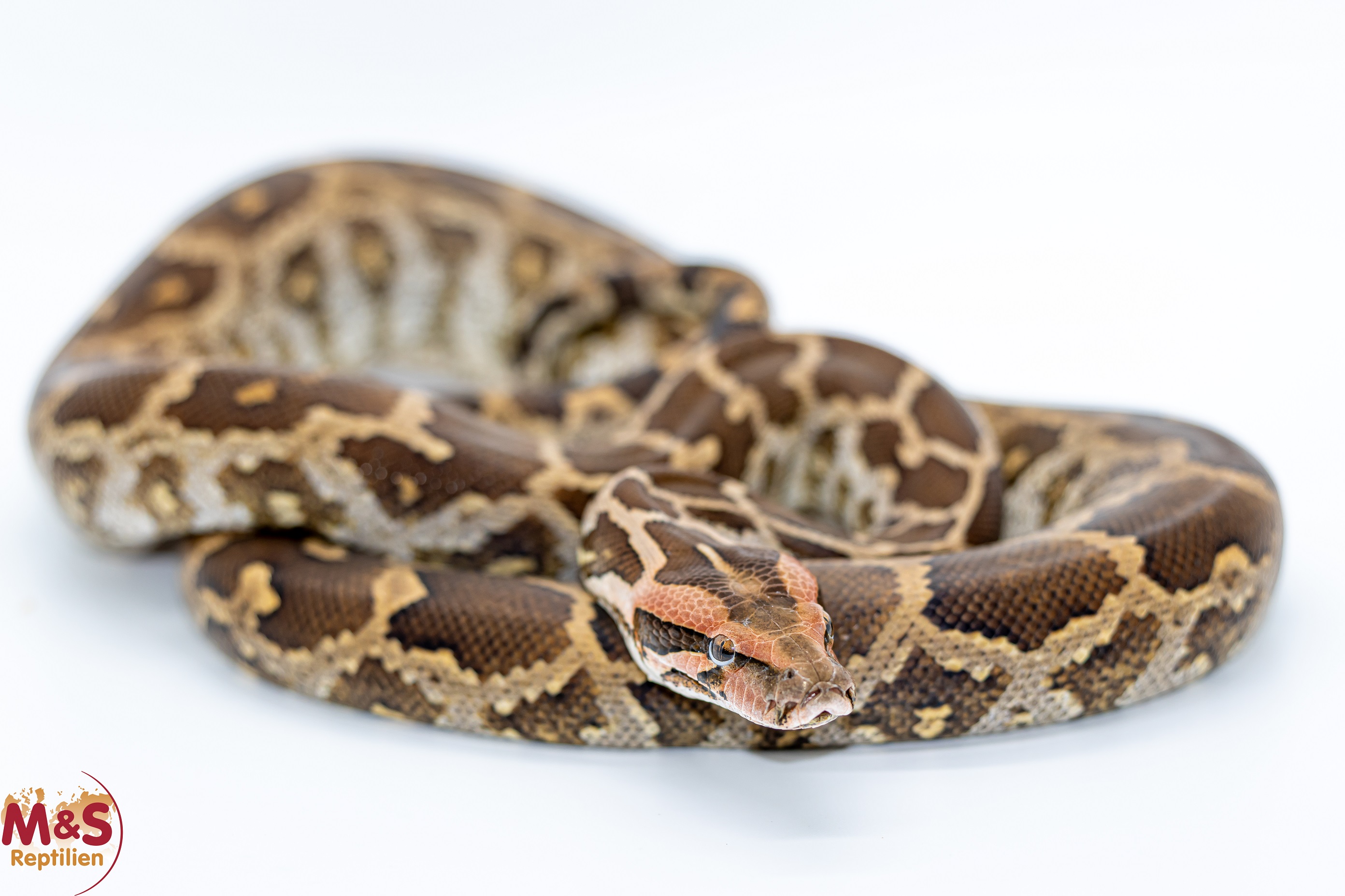 1.0 (Male) Heller Tigerpython NZ' 23 (ca. 120 cm) Python molurus molurus (Originalbild)