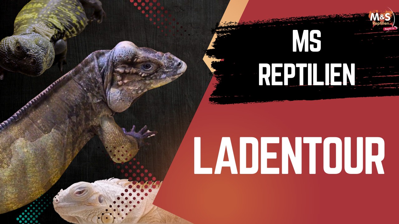 Versteckte Schätze bei M&S Reptilien! ? Exklusive Einblicke hinter die Kulissen!
