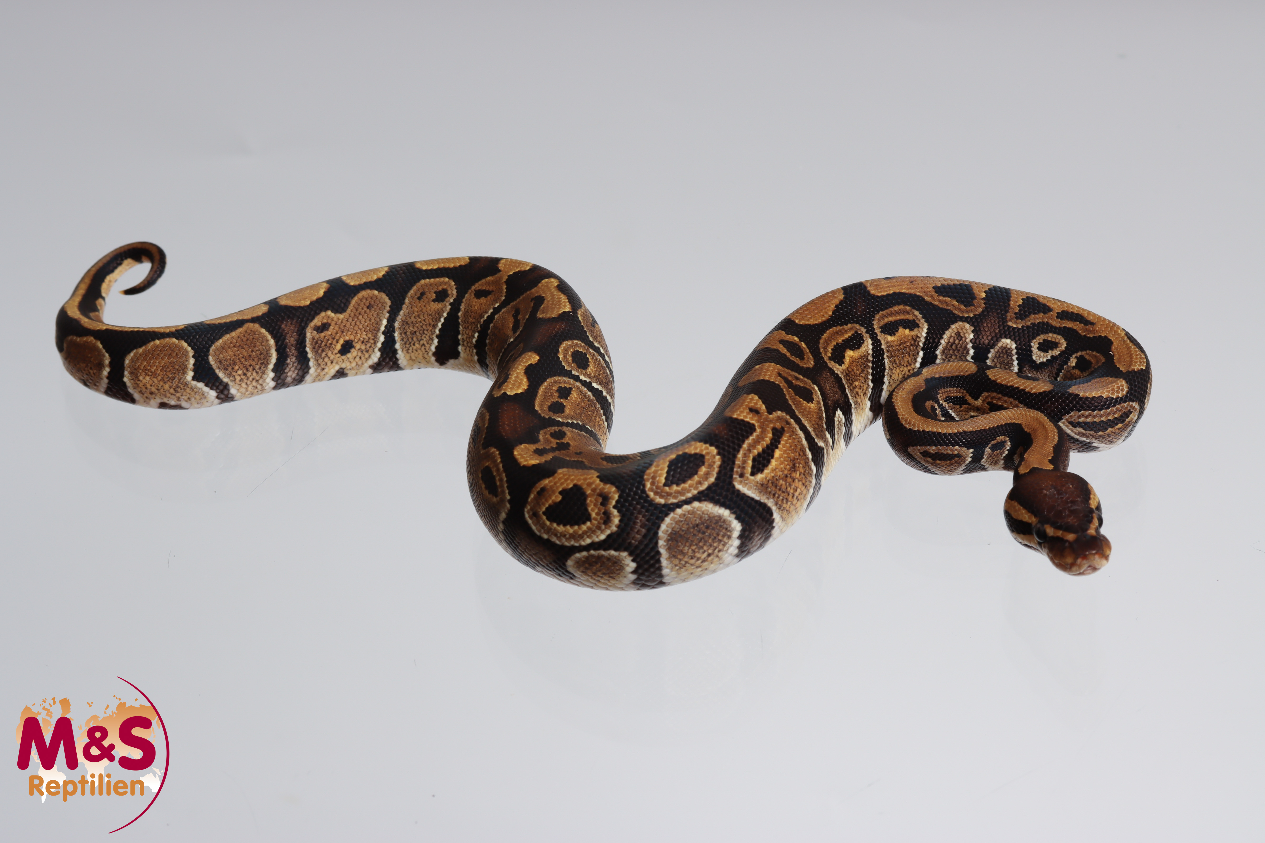 0.1 (Female) 100% hetero Sunset Königspython NZ´M&S´24 Python regius