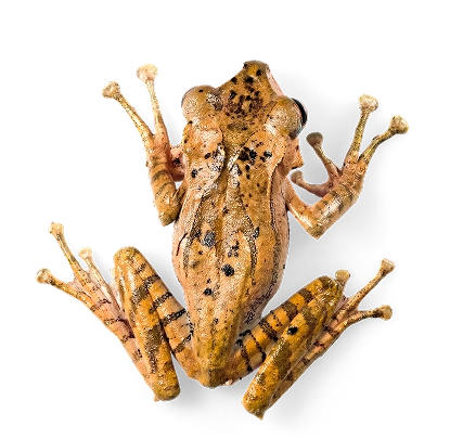 reptilien Bild