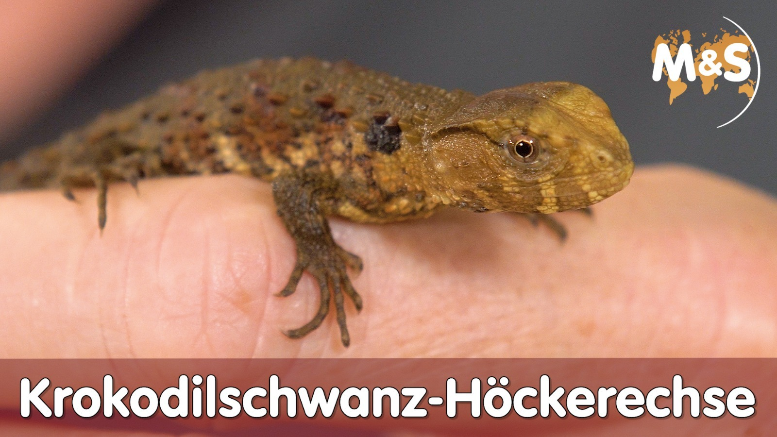 Krokodilschwanz-Höckerechse Basic | Shinisaurus crocodilurus | Reptil TV