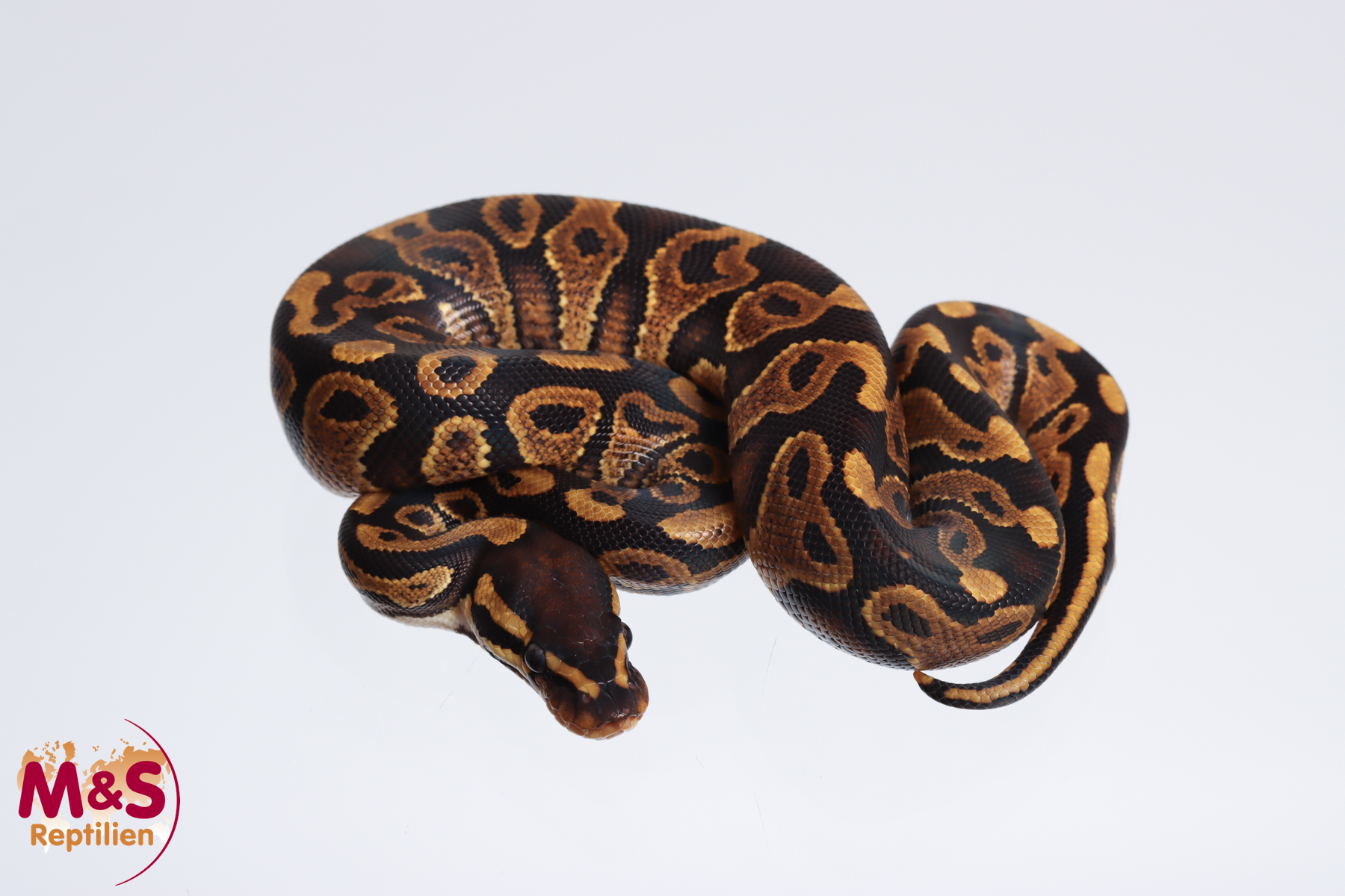 1.0 (Male) Gravel Königspython NZ´M&S´23 Python regius