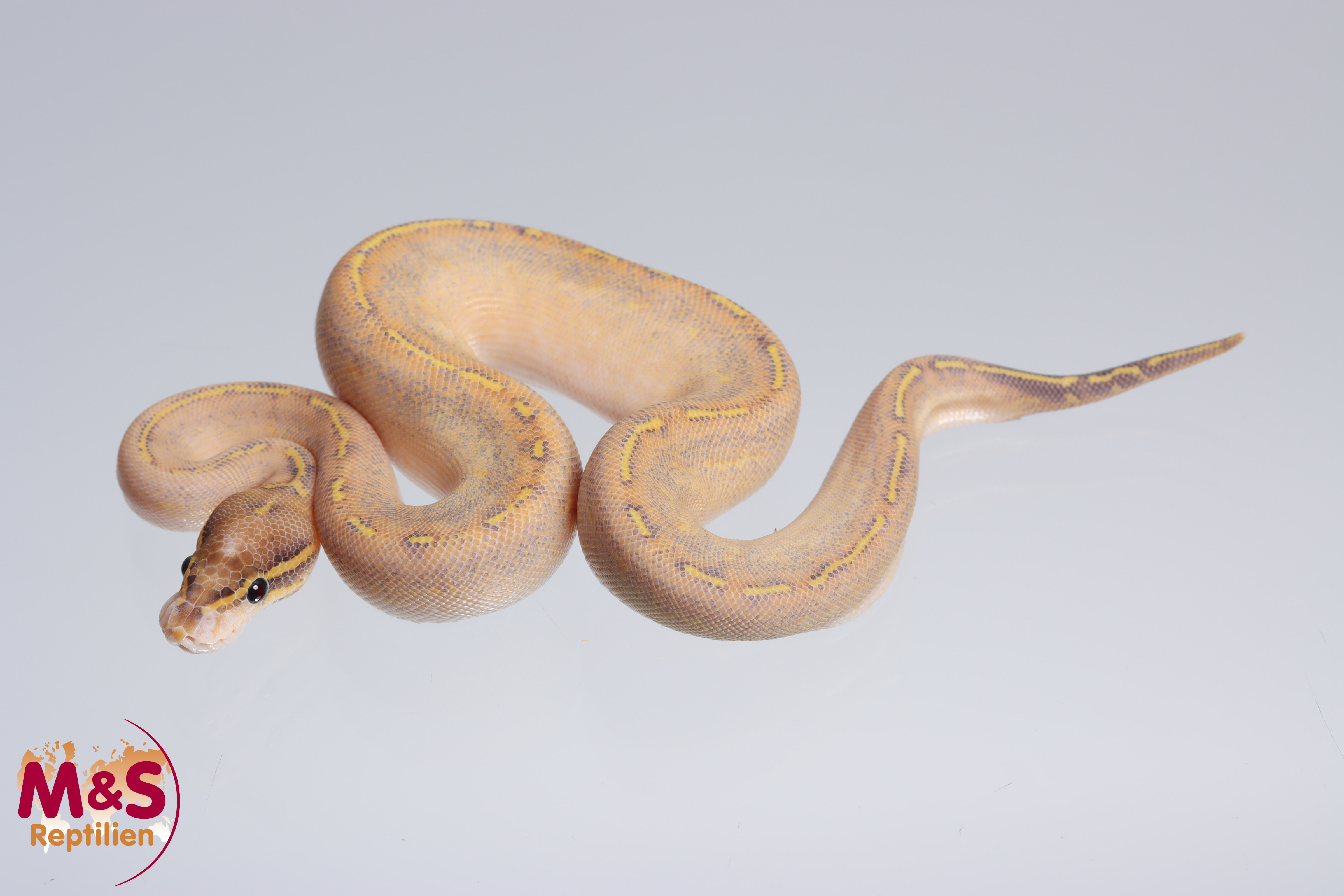 0.1 (Female) Highway (Gravel - Yellowbelly) Königspython NZ´M&S´22 Python regius