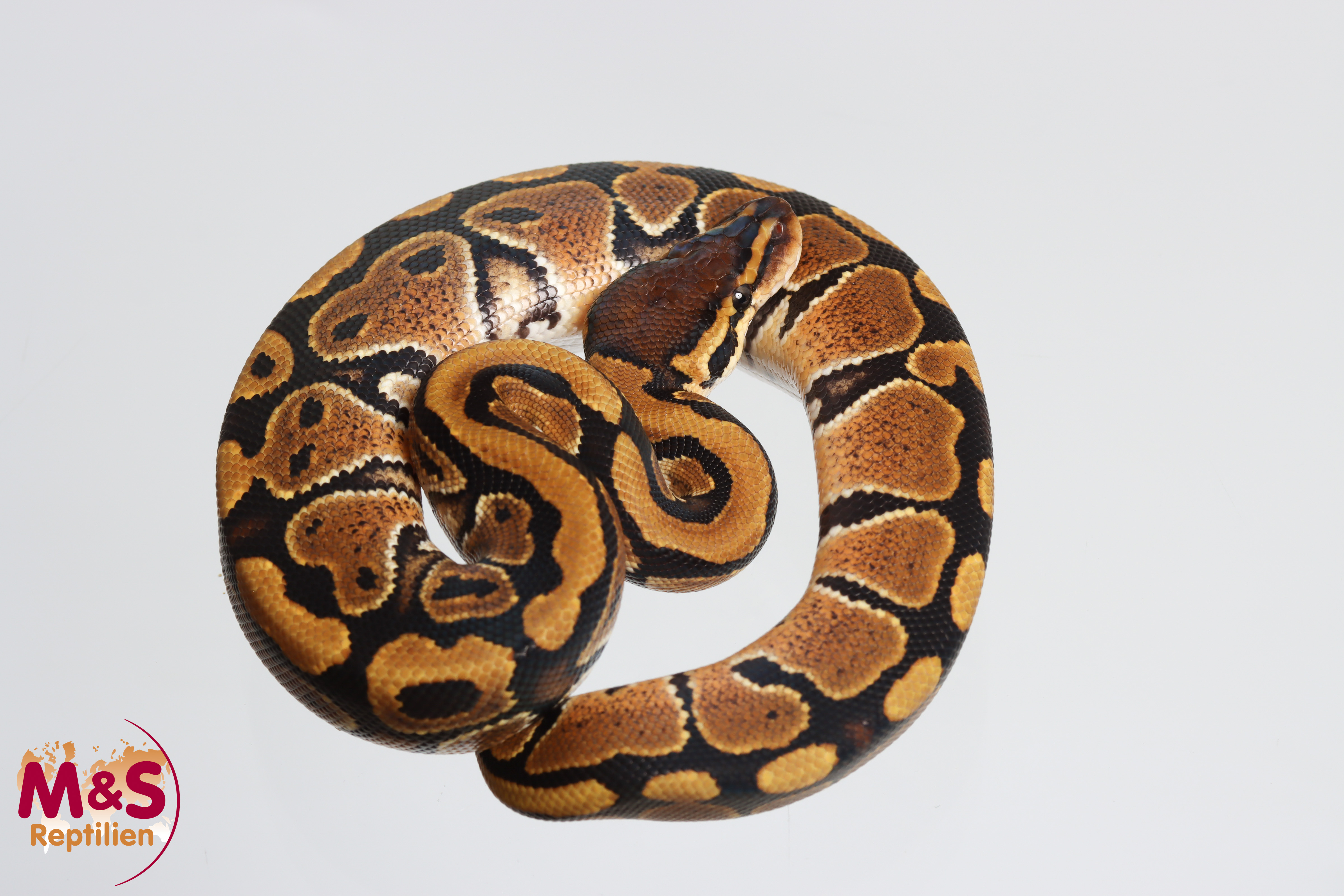 1.0 (Male) 50% poss. hetero Clown 50% poss. Cryptic Königspython NZ´M&S´26 Python regius