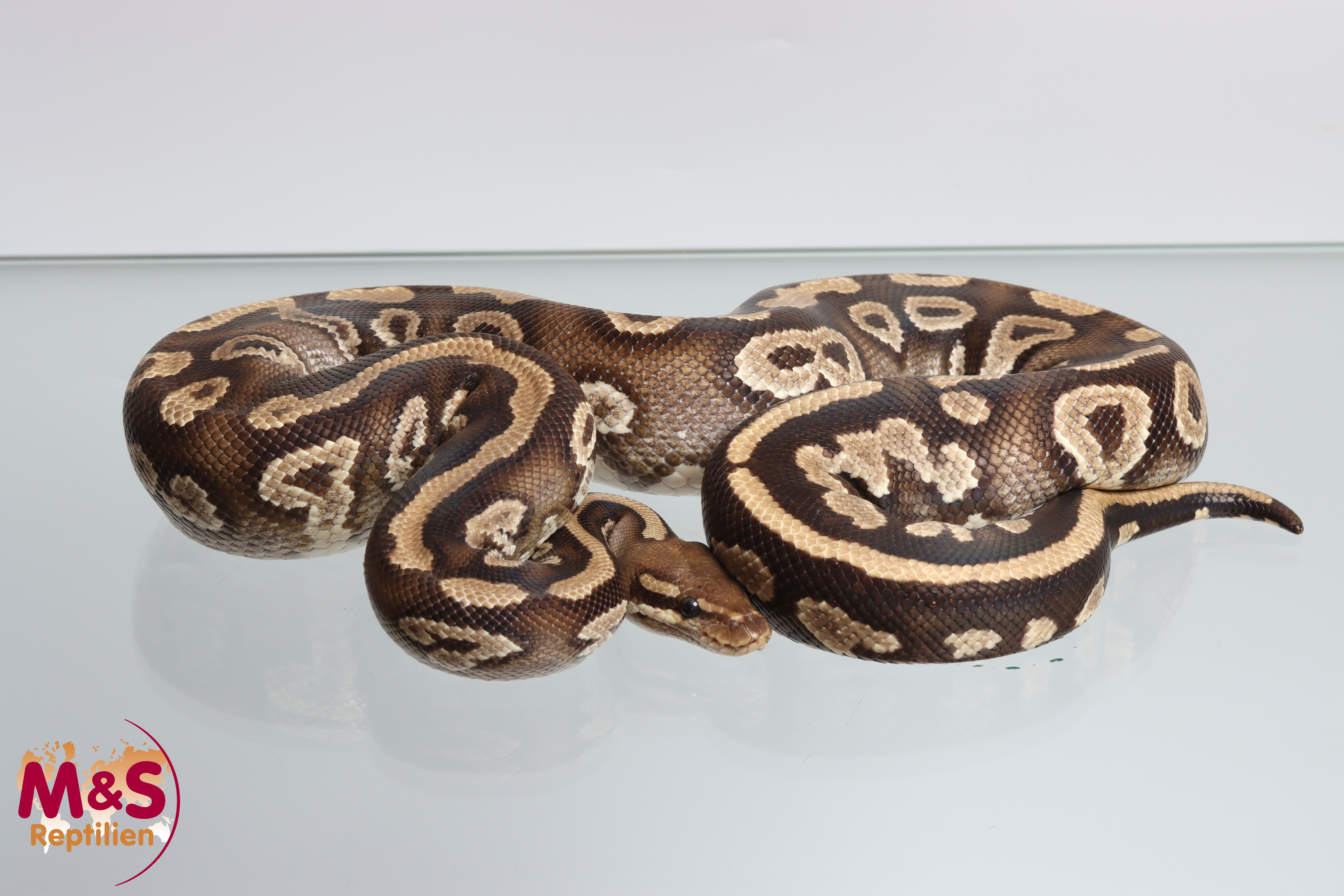 1.0 (Male) Phantom - Poss. Gravel  Königspython NZ´M&S´16 Python regius