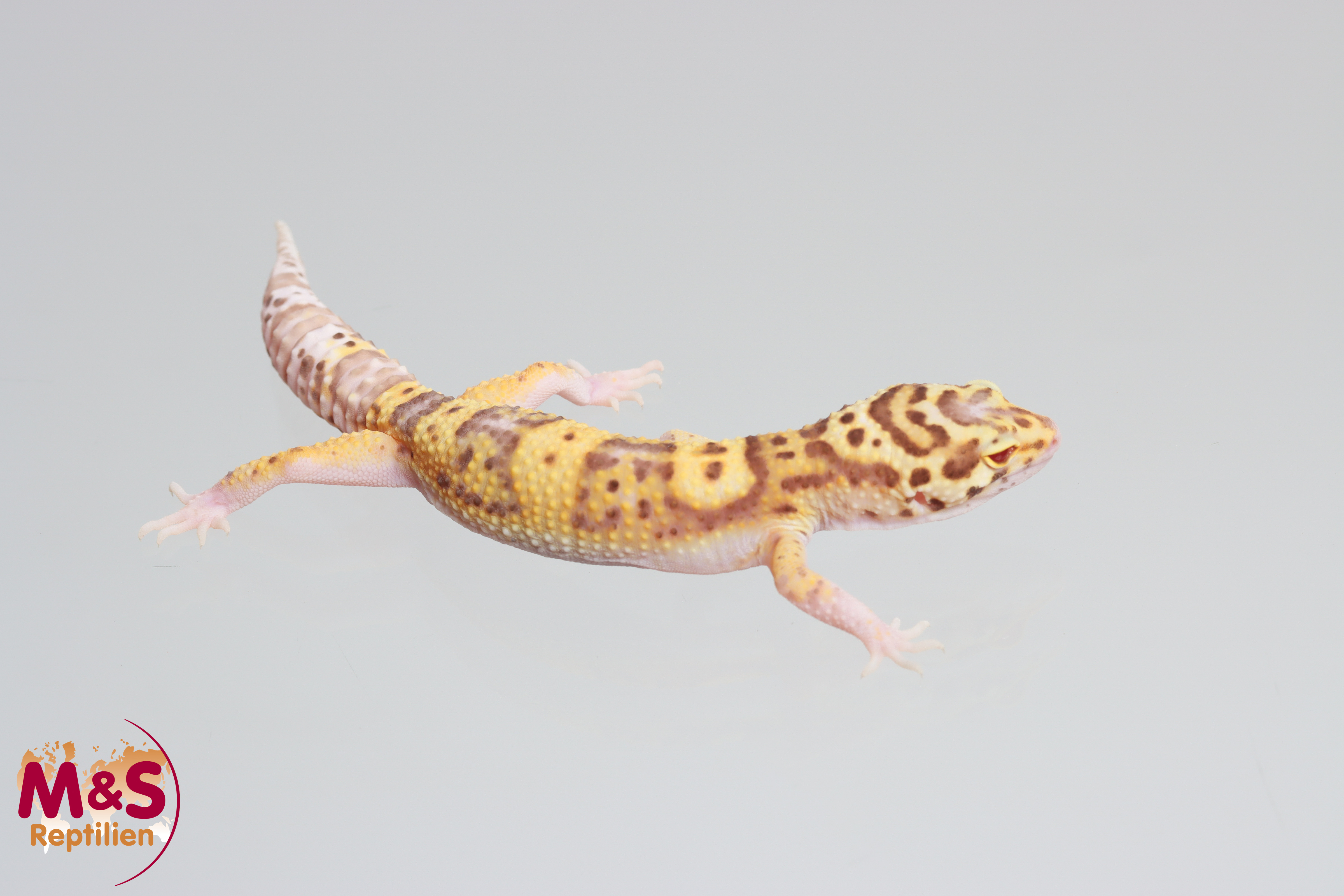 1.0 (Male)  W+Y MS Radar Leopardgecko NZ´25 (small-medium) E. macularius (Originalbild)