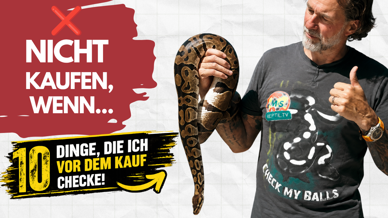 🚨 Kauf niemals eine Schlange, bevor du DAS geprüft hast! 🐍