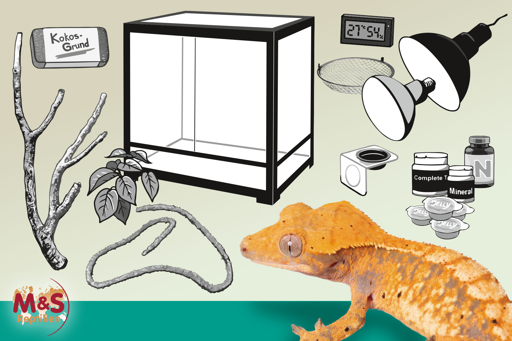 Komplettset: Für Kronengeckos XL