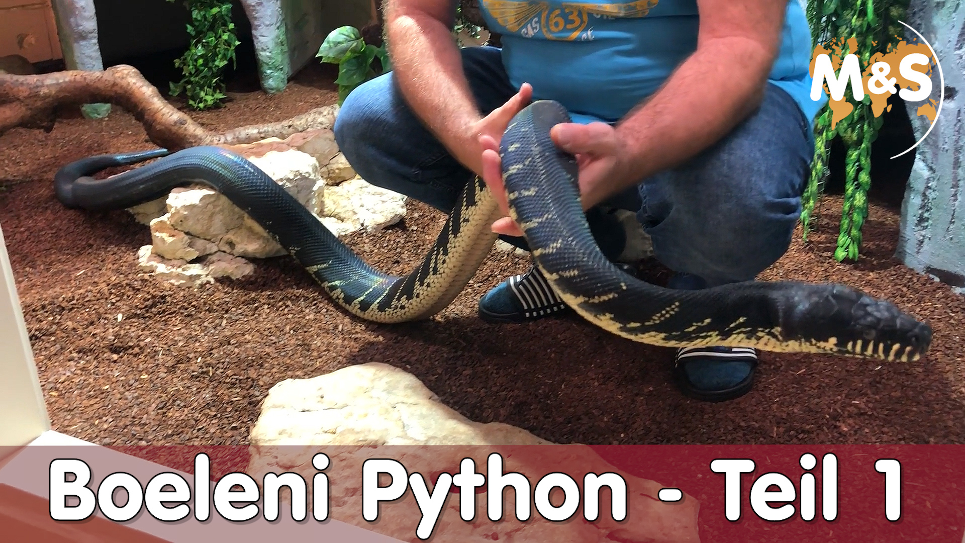 Boeleni Python – Teil 1 | Haltung & Terrarium | Markus Borer