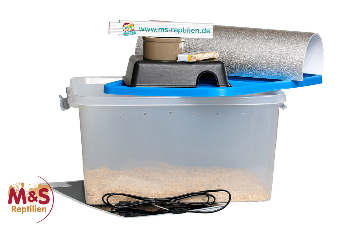 SET für die Jungschlangen Aufzucht (Medium) (siehe Videoanleitung)