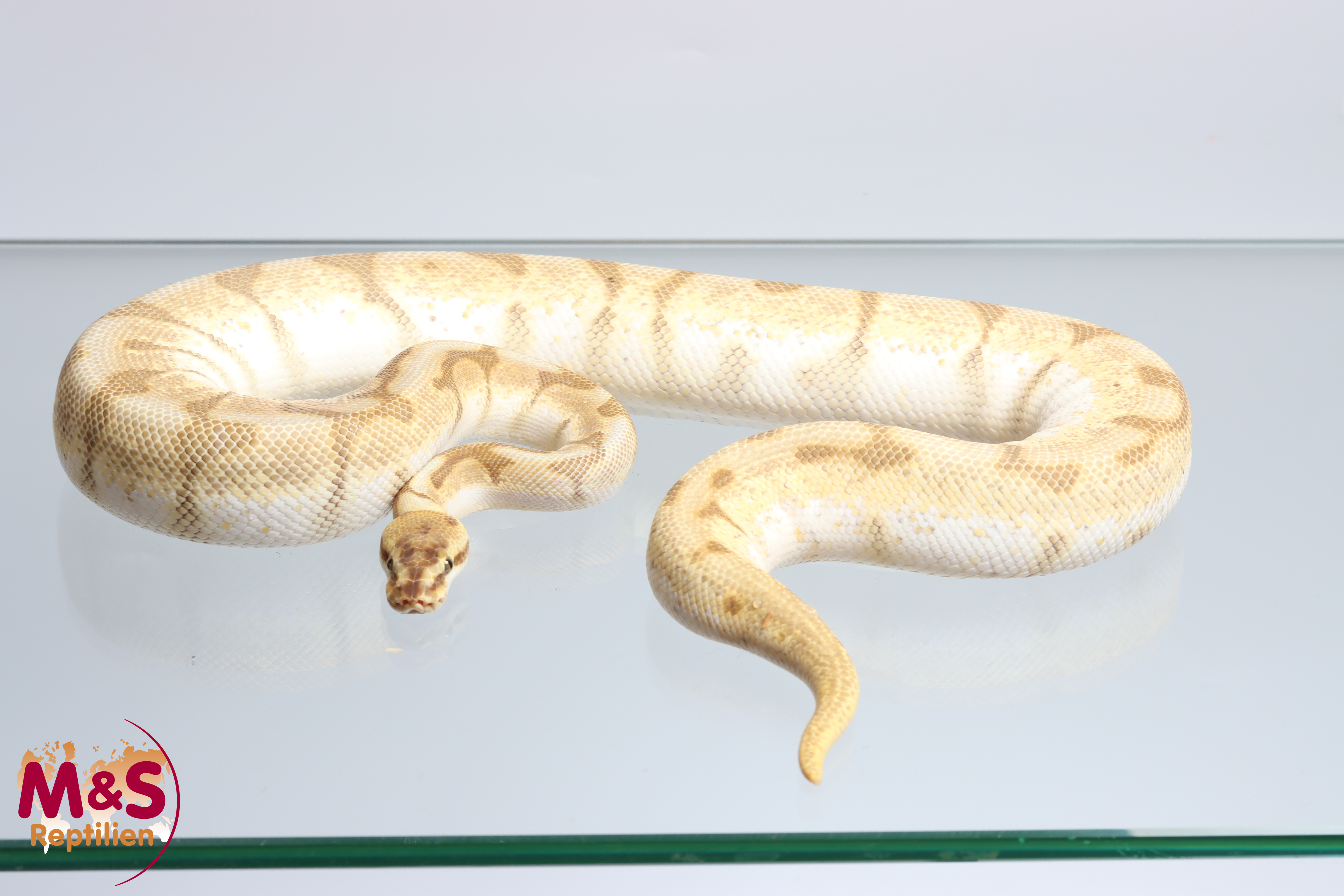 1.0 (Male) Enchi-Butterbee Königspython NZ´M&S´21 Python regius