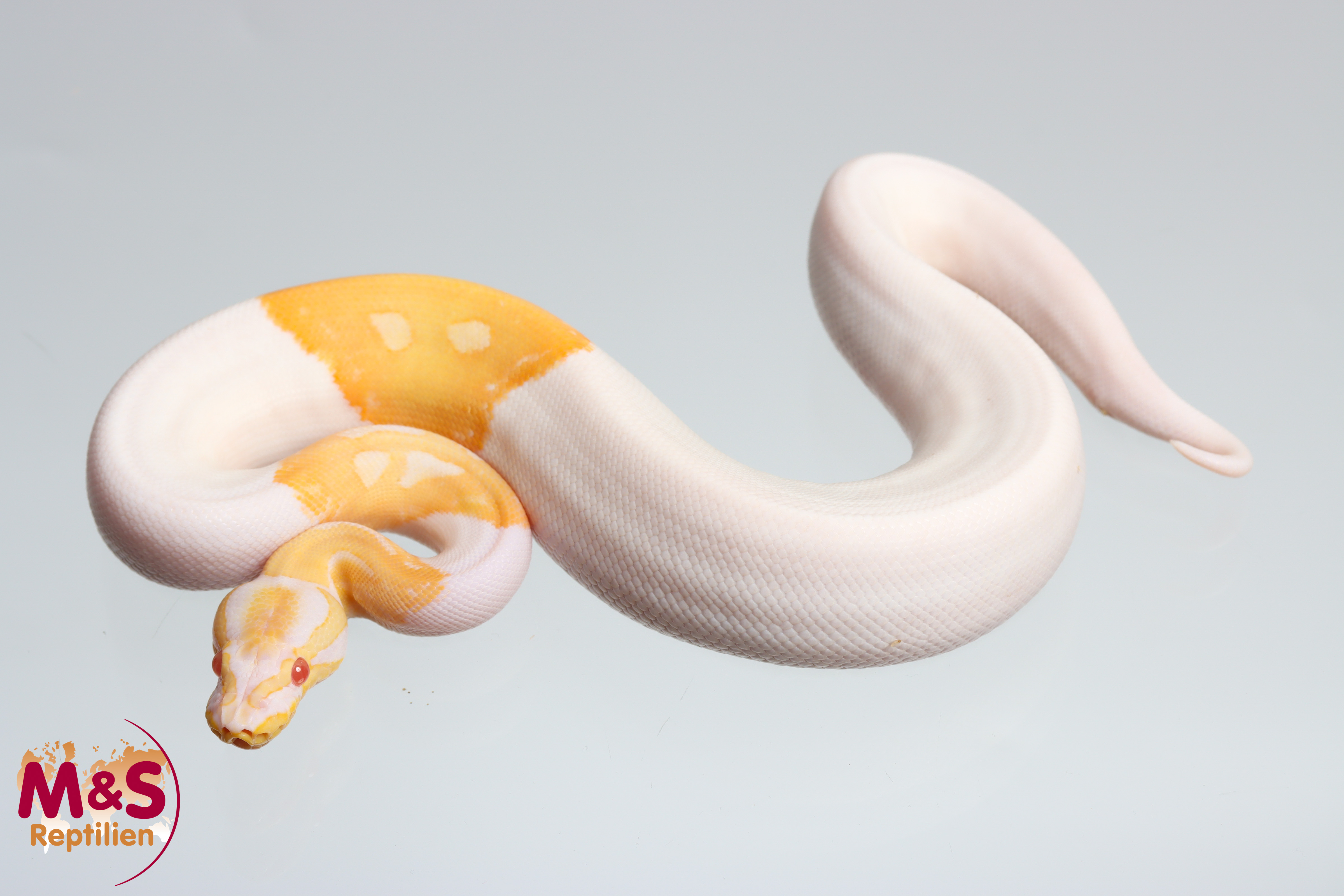 1.0 (Male) Albino-Piebald Königspython DNZ´25 Python regius