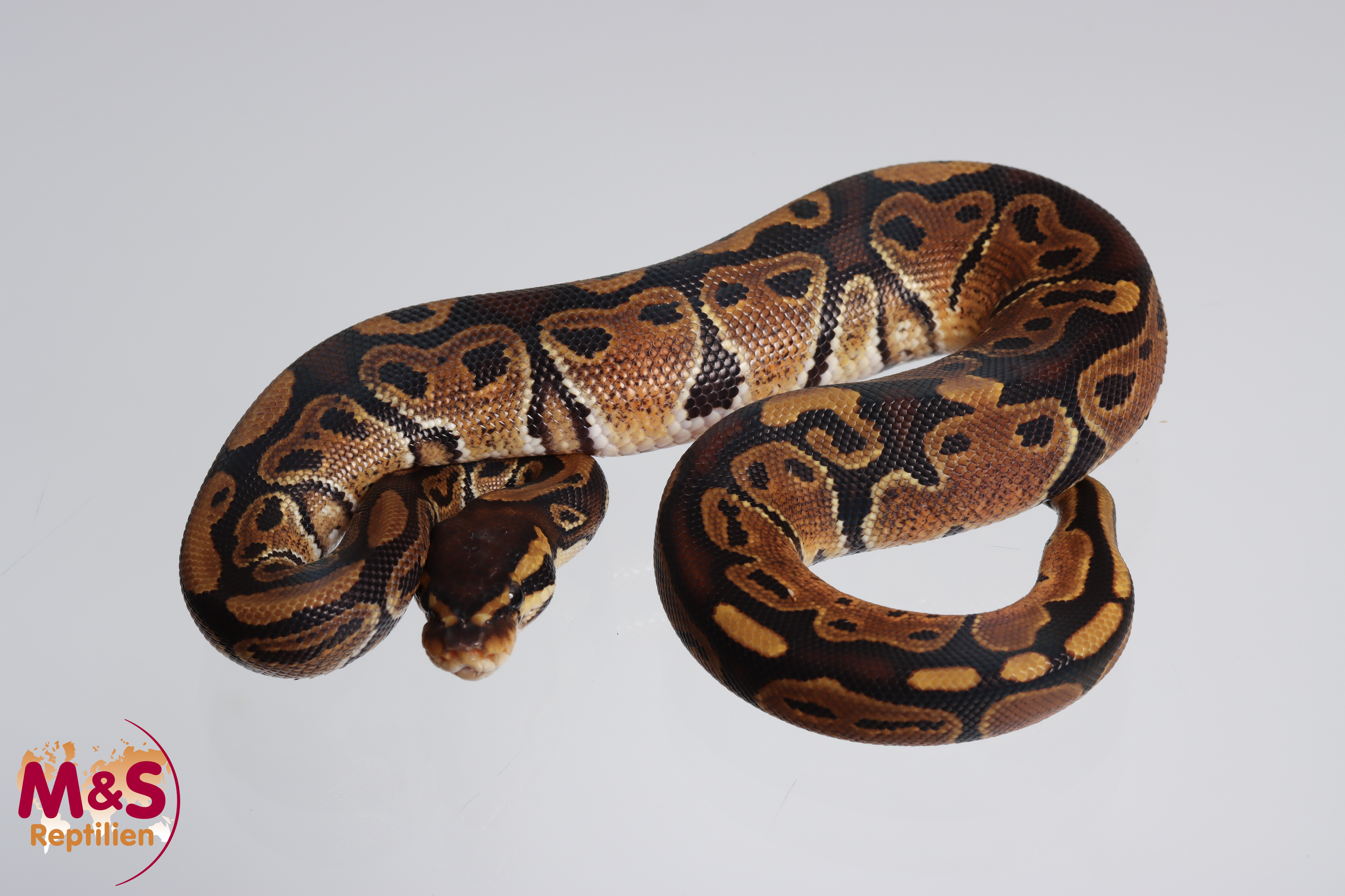 1.0 (Male) 100% hetero Sunset Königspython NZ´M&S´24 Python regius