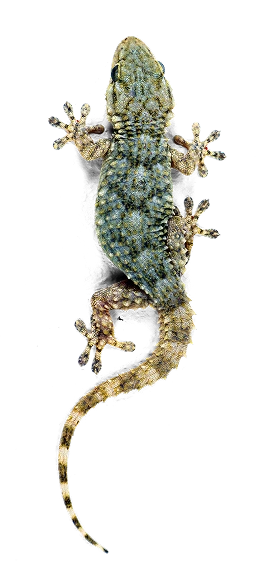 reptilien Bild
