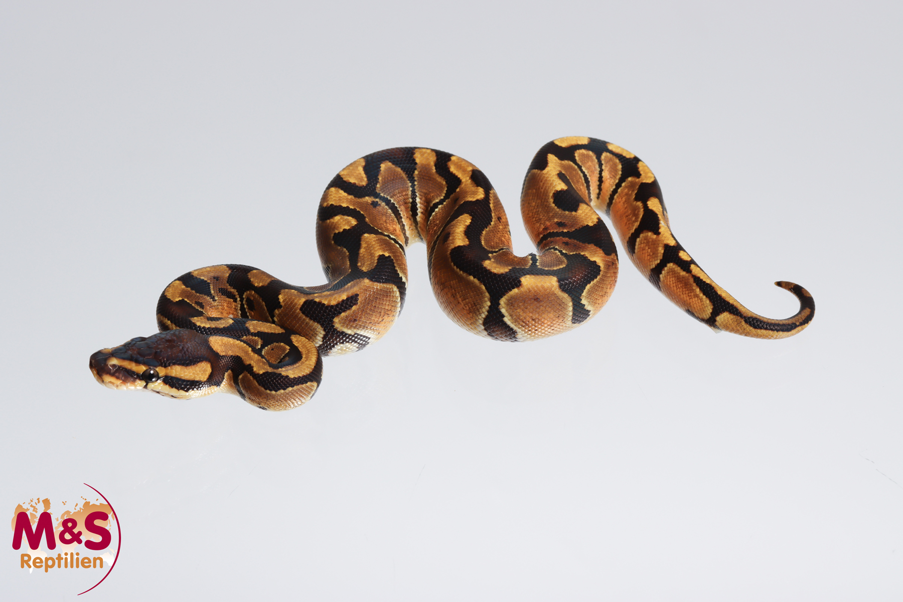 0.1 (Female) Enchi 66 % poss. hetero Sunset 50% poss. het. Clown Königspython NZ´M&S´23 Python regiu