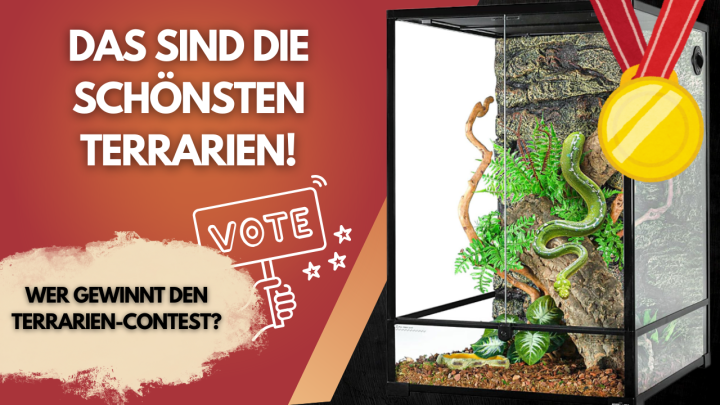 ? Das sind die schönsten Terrarien ? Jetzt abstimmen: Wer gewinnt den Terrarien-Contest?