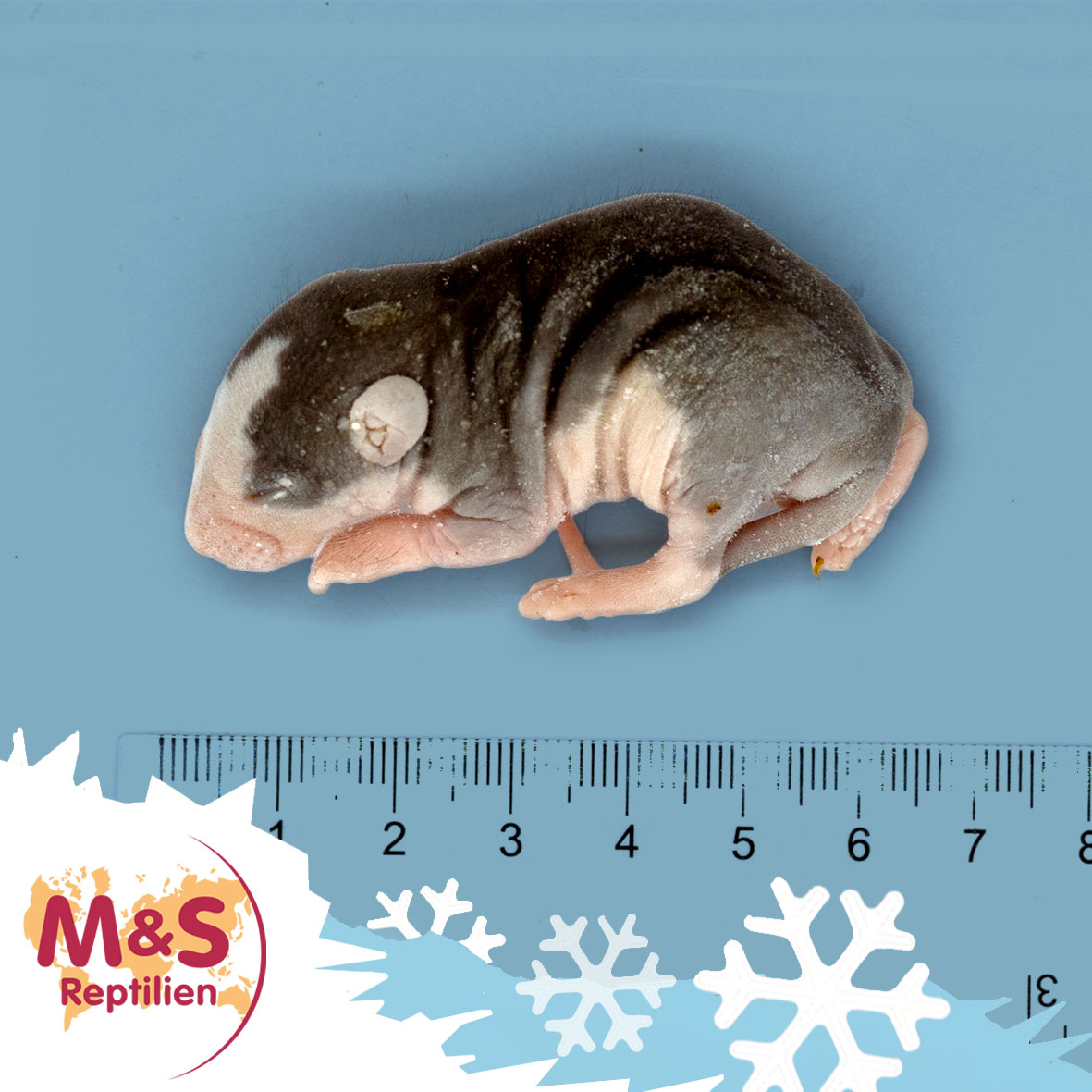 Babyratte, gefroren, ca. 6-12g