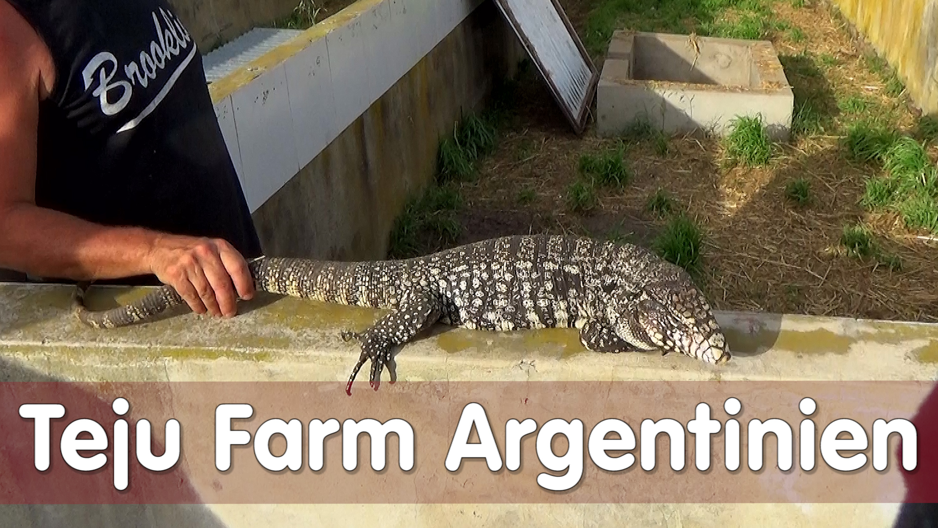Folge 101 - Teju Farm Argentinien