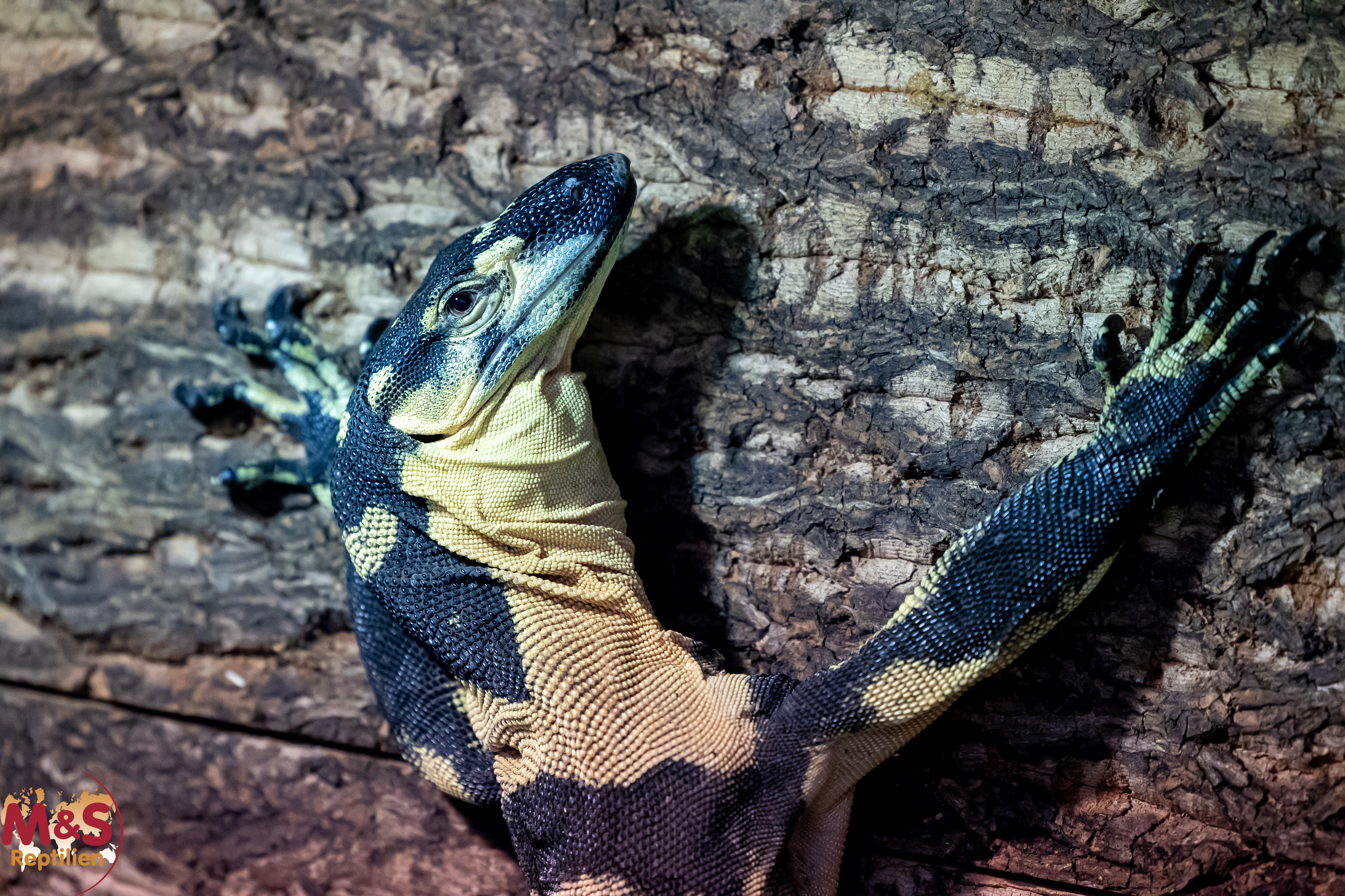 1.0 (Male) Buntwaran (ca. 150cm) Varanus varius NZ´22 Bells Phase