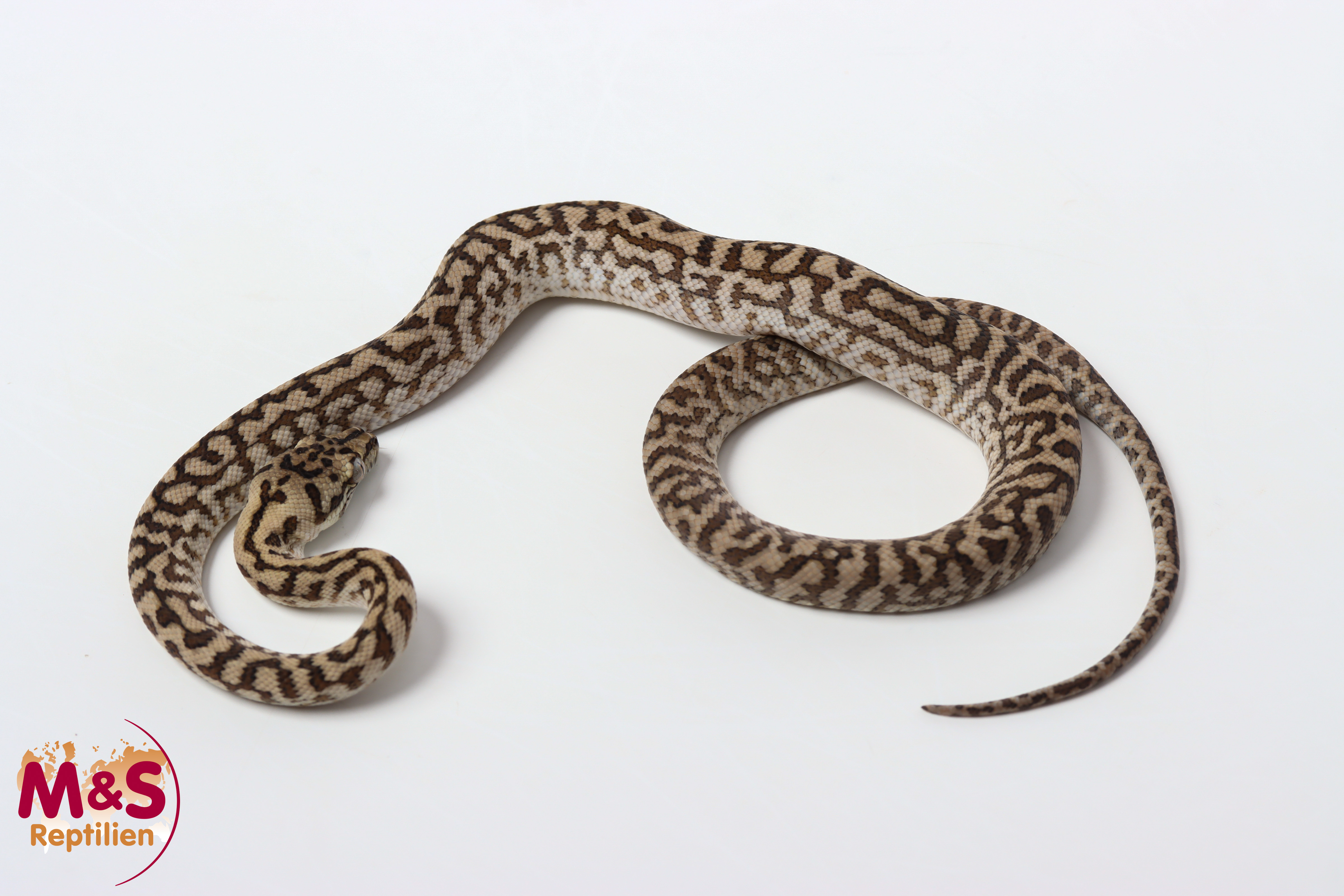 0.1 (Female) Axanthic Caramel Zebra Jaguar Teppichpython NZ’25 (ca.50cm) Morelia spilota (Originalbild)