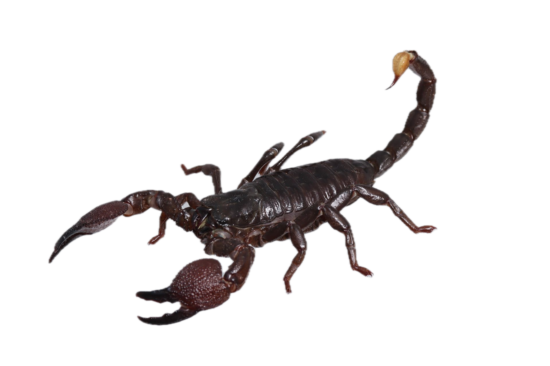 Kaiserskorpion NZ M&S '24 (subadult) Pandinus imperator