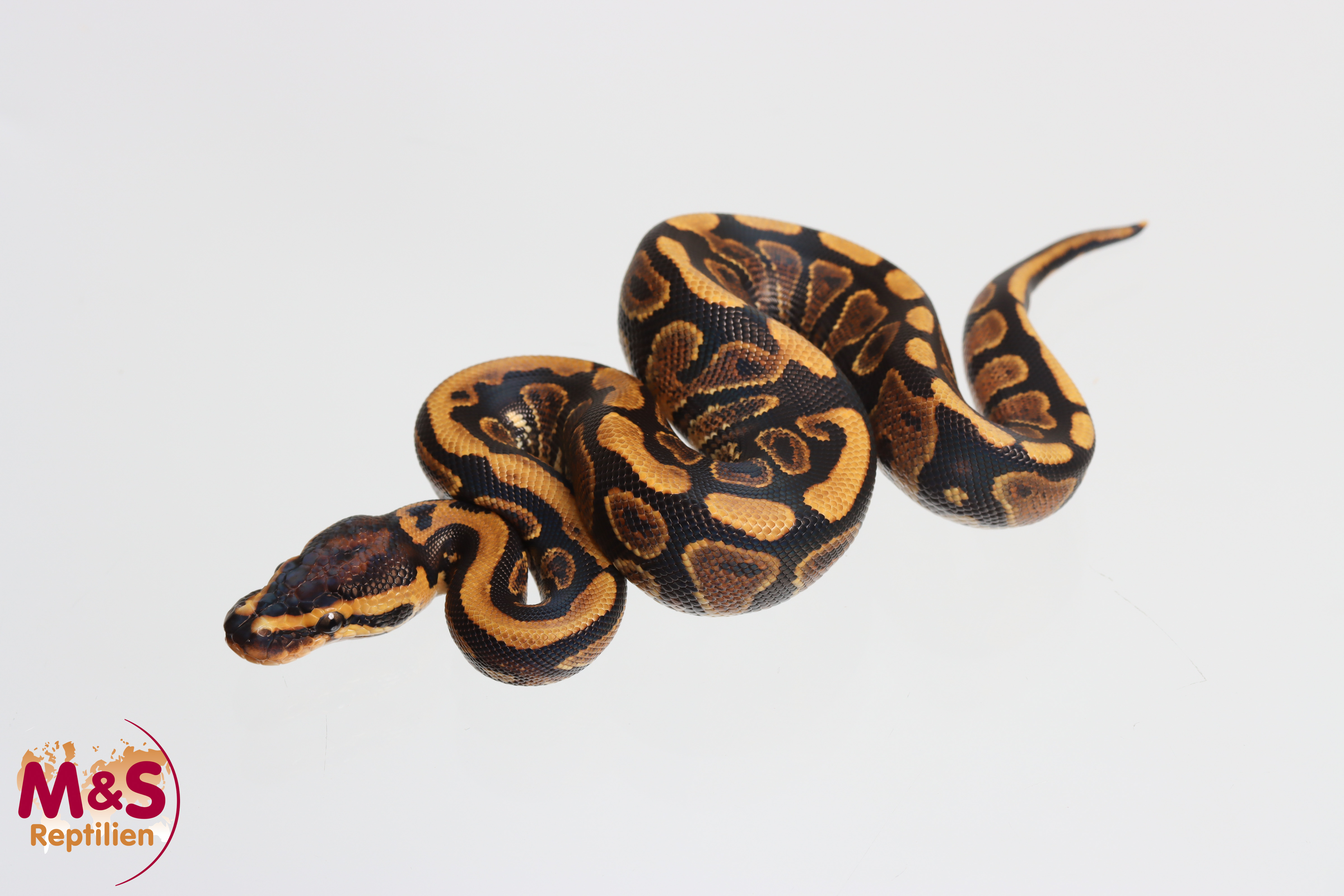 1.0 (Male) Circle 100% het. Clown NZ´M&S´26 Python regius