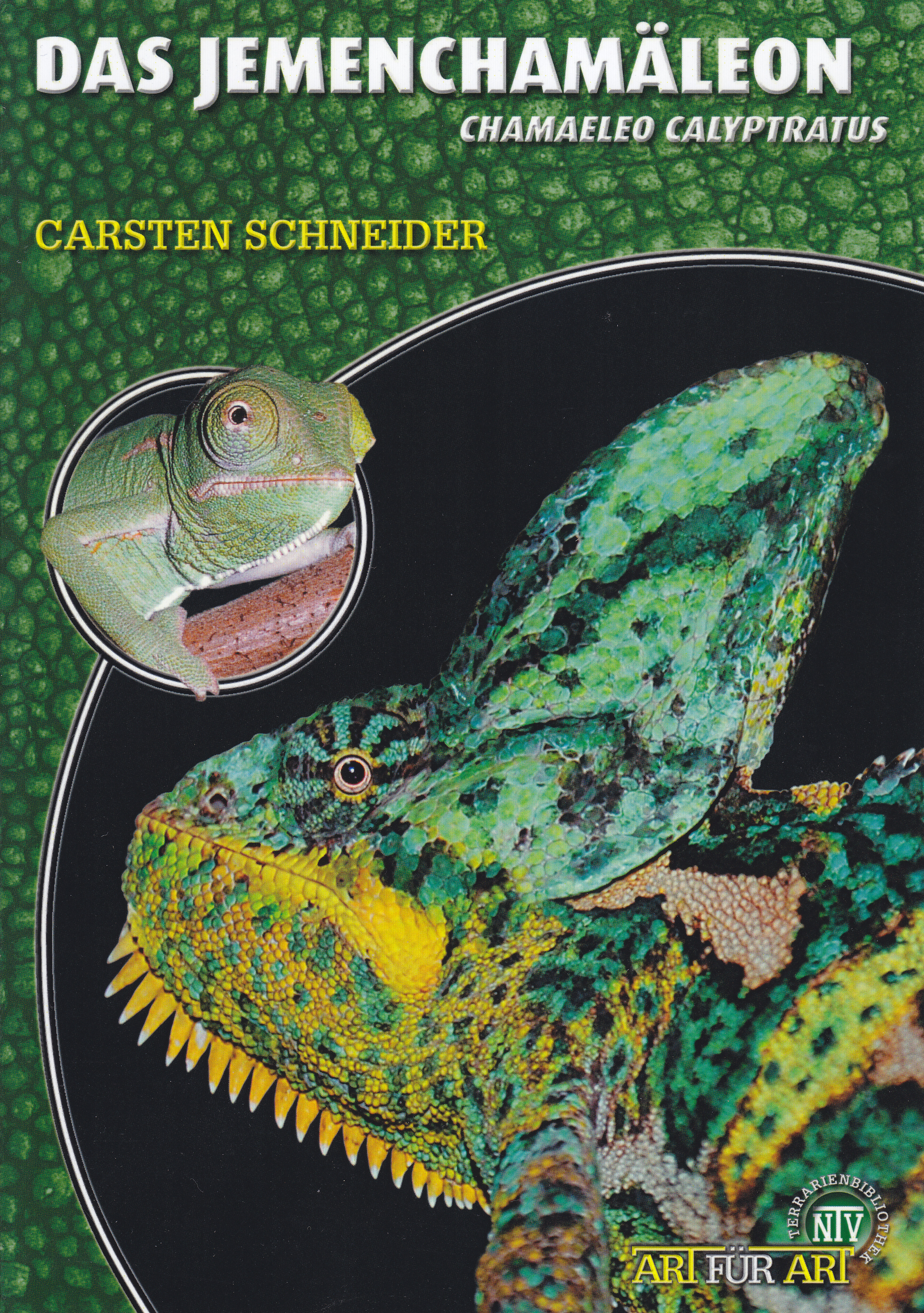 Das Jemenchamäleon - Chamaeleo calyptratus (Carsten Schneider)