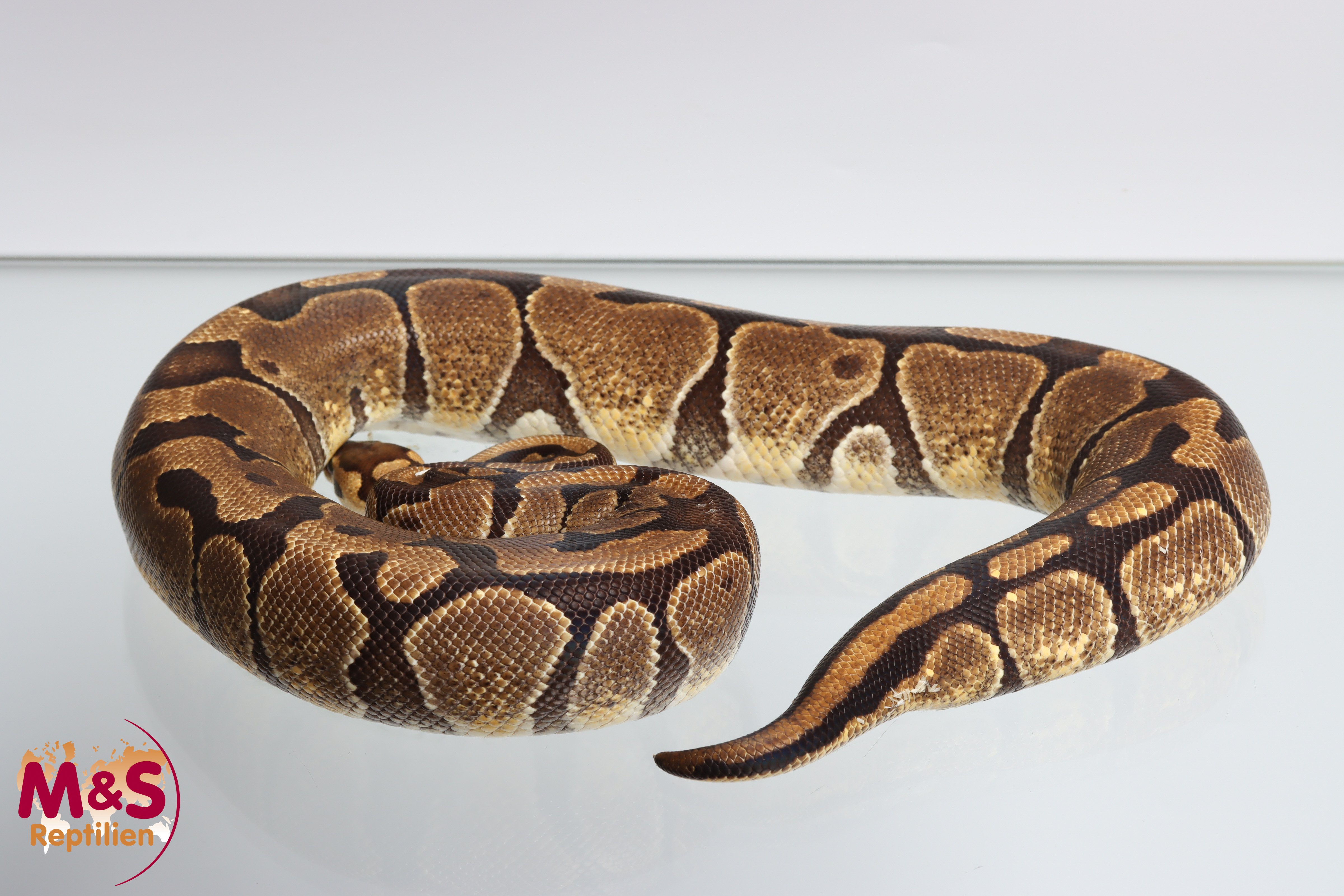 0.1 Female) Enchi 100 % hetero Clown 66% poss Ghost Königspython NZ'21 (adult) Python regius