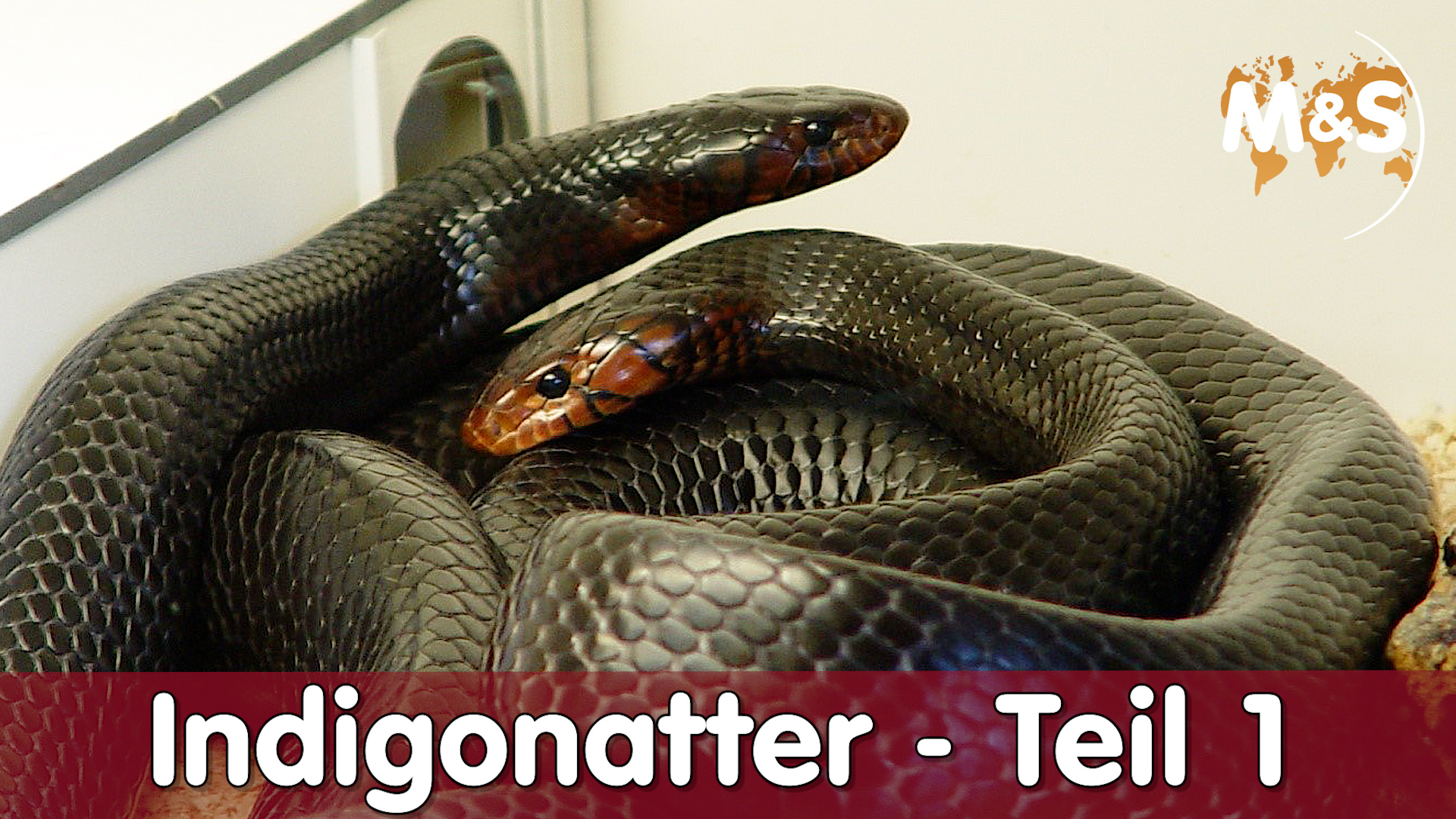 Indigonatter | Teil 1 | Wo kaufen?