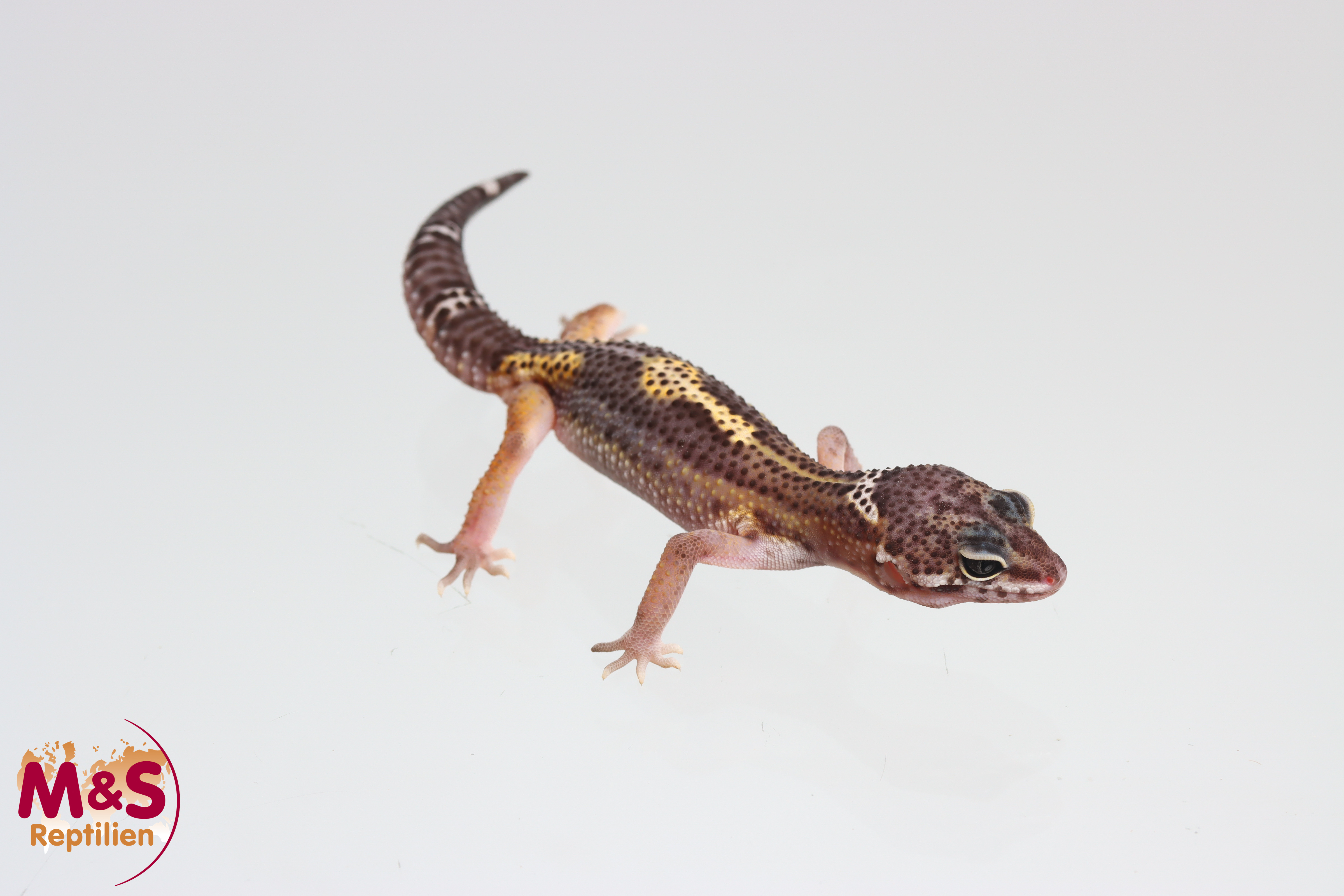 0.1 (Female) Black Night Leopardgecko NZ'25 (medium) E. macularius (Originalbild)