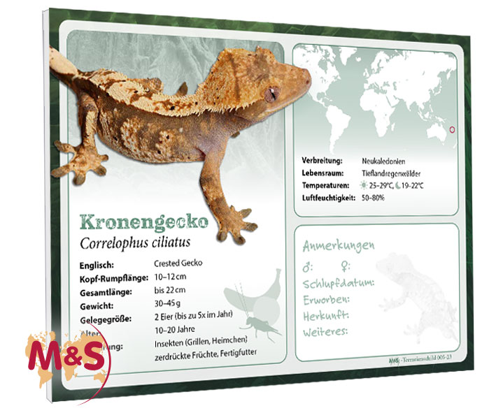 Terrarienschild (Zooschild) Kronengecko, Correlophus ciliatus