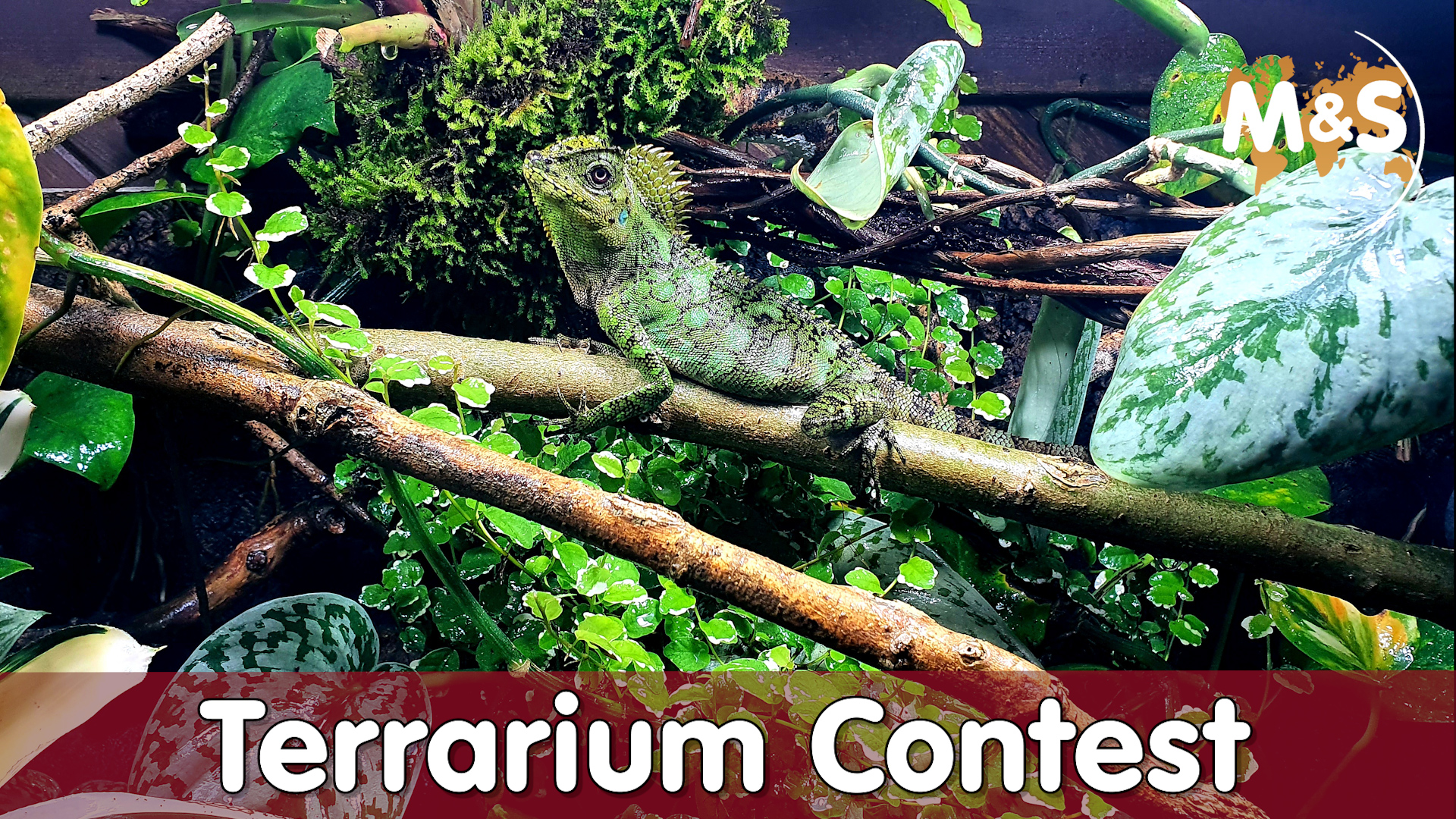 Terrarium Contest | 500€ Preise