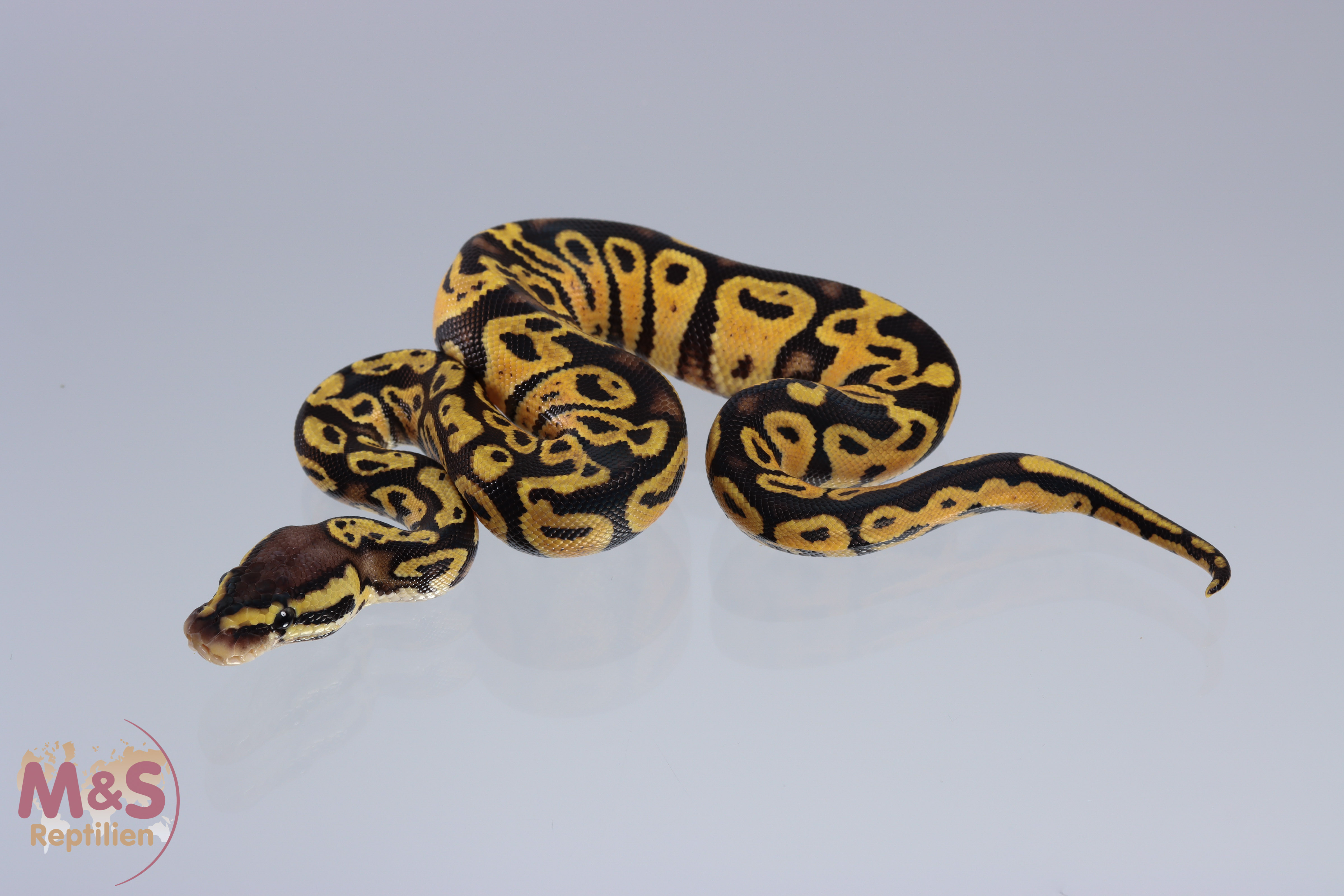 1.0 (Male) Gravel - Pastel Königspython NZ´M&S´21 Python regius