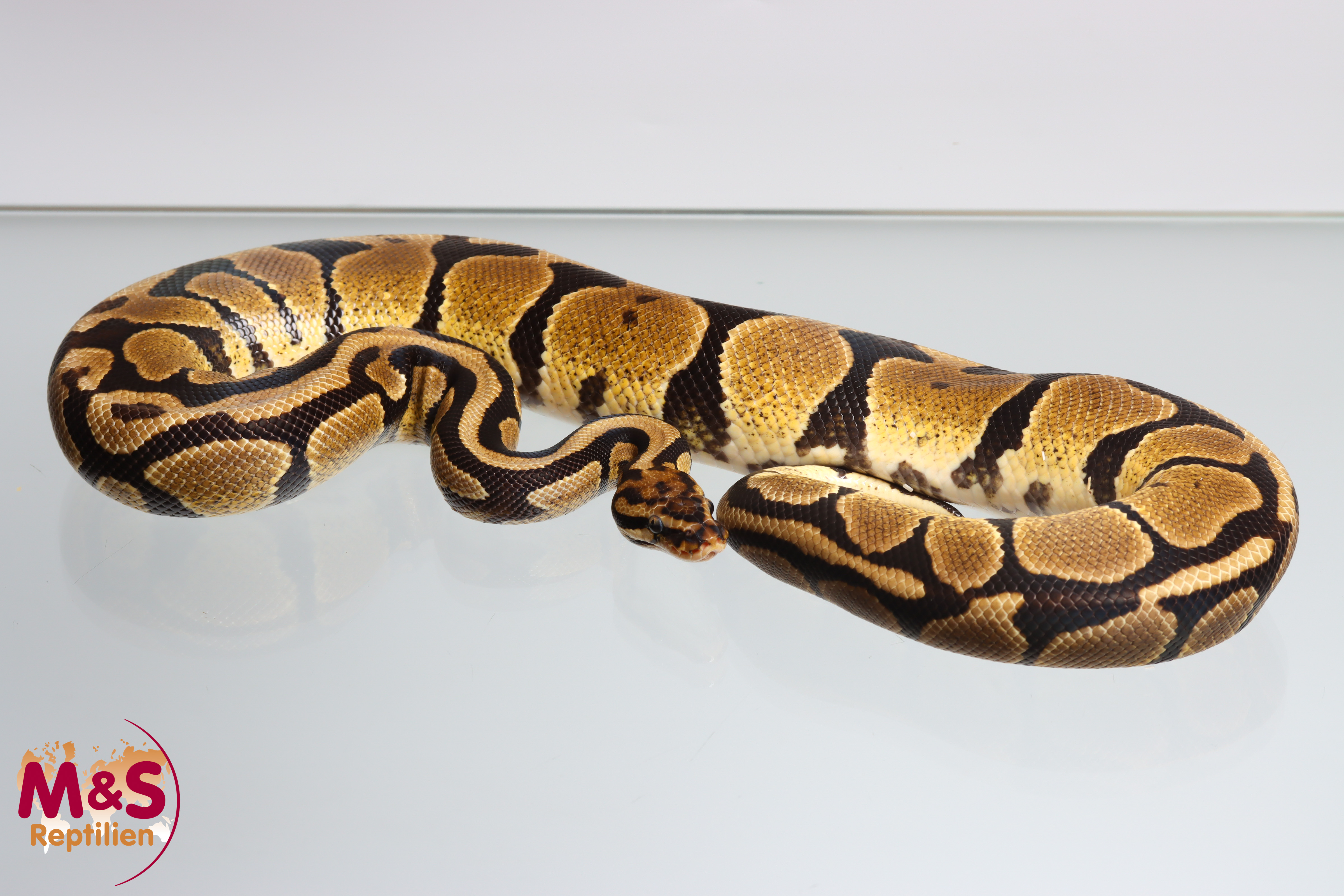 1.0 (Male) Spotnose 100 % hetero Clown Königspython NZ´24 (subadult) Python regius