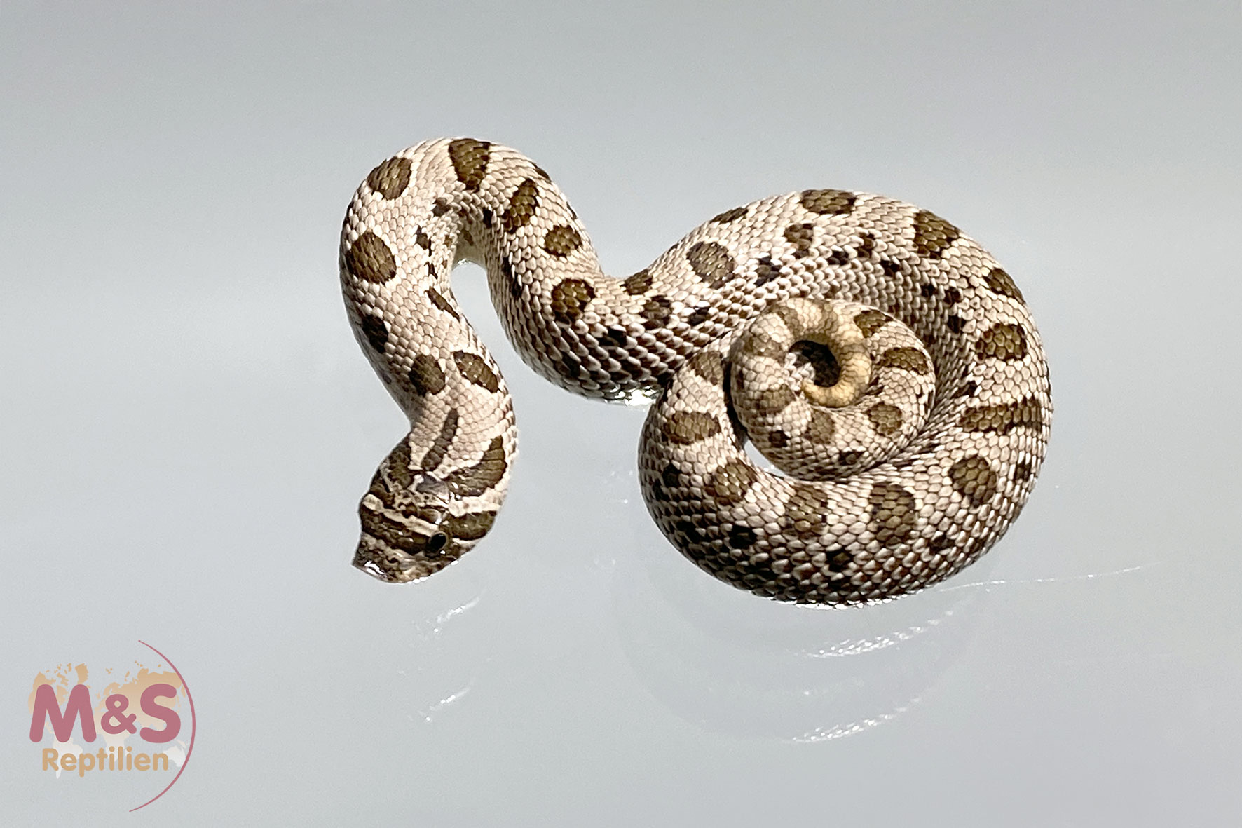 Arctic Conda het. Toffee Hakennasennatter NZ´23 (ca. 45 cm) Heterodon nasicus (Symbolbild)