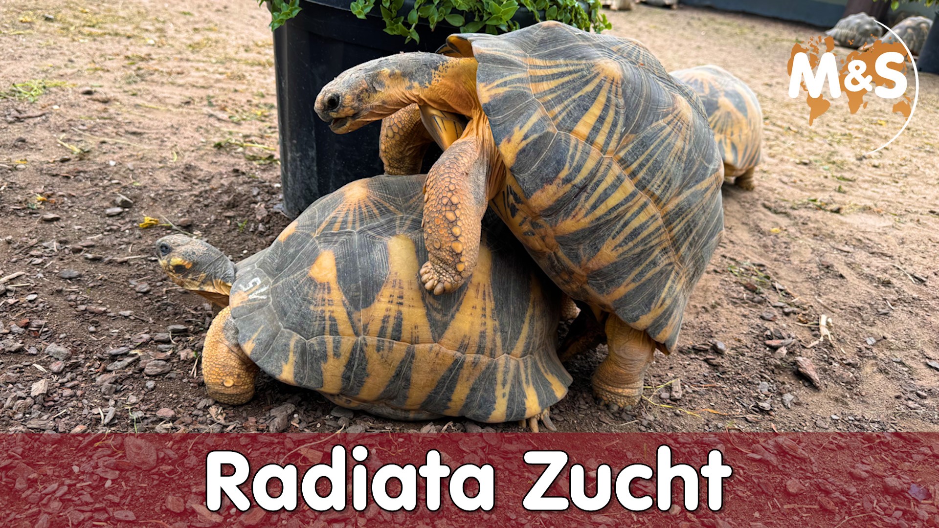 Faszinierende Strahlenschildkröten: Die Welt der Astrochelys radiata