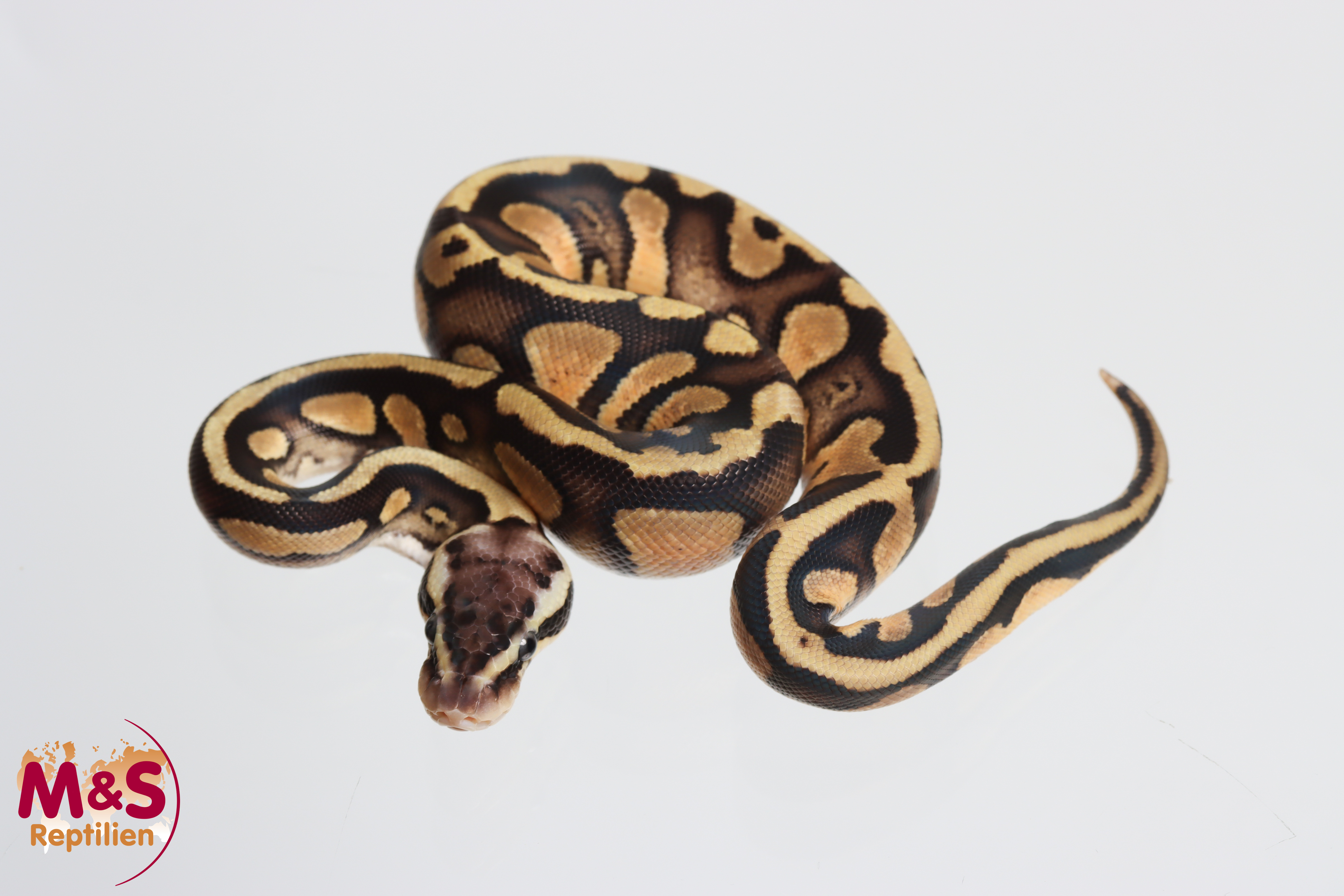1.0 (Male) Pastel - Stranger Königspython NZ´M&S´26 Python regius