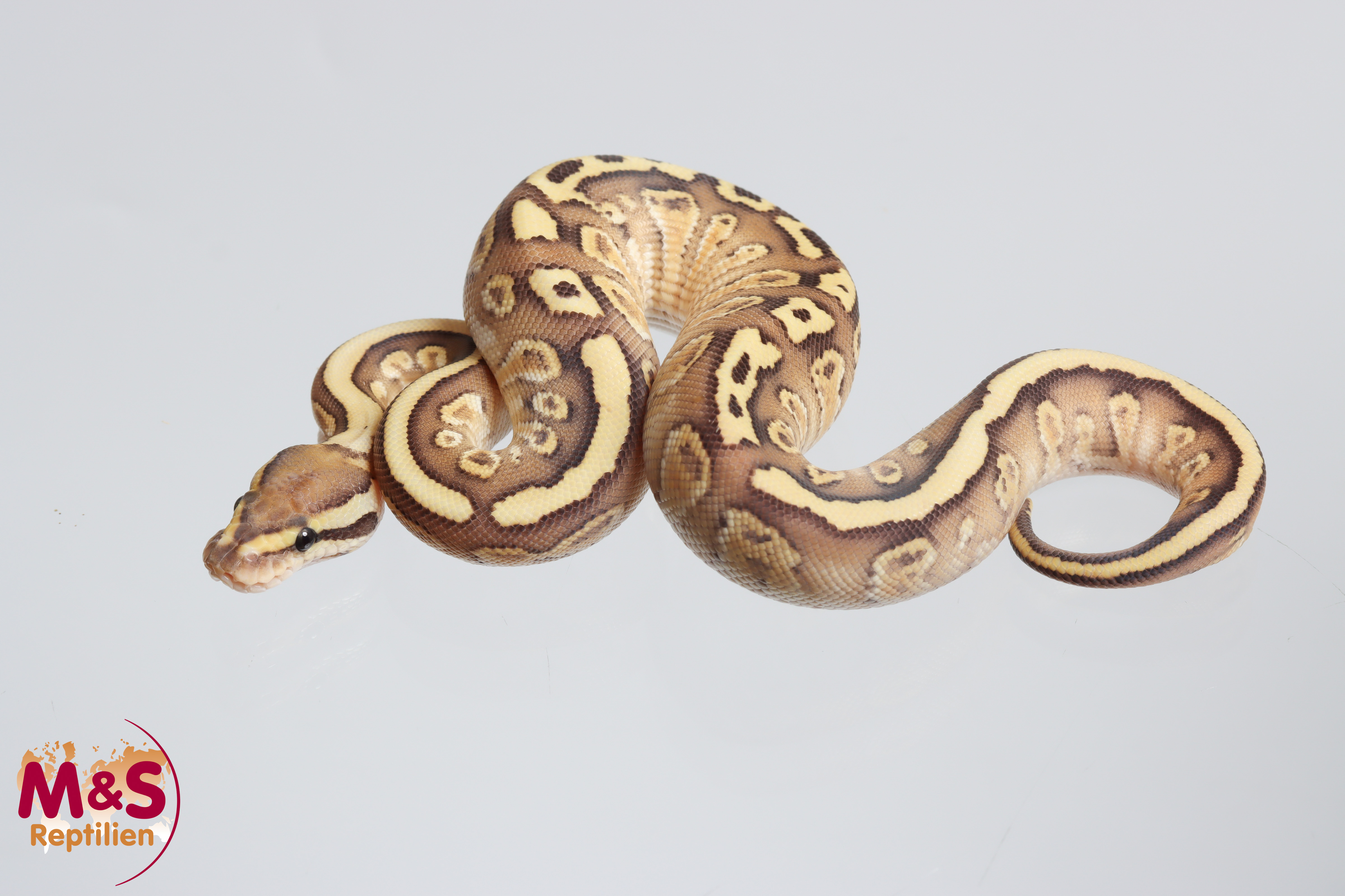 0.1 (Female)  Lesser Trick 50% poss. hetero Clown Königspython NZ´M&S´26 Python regius