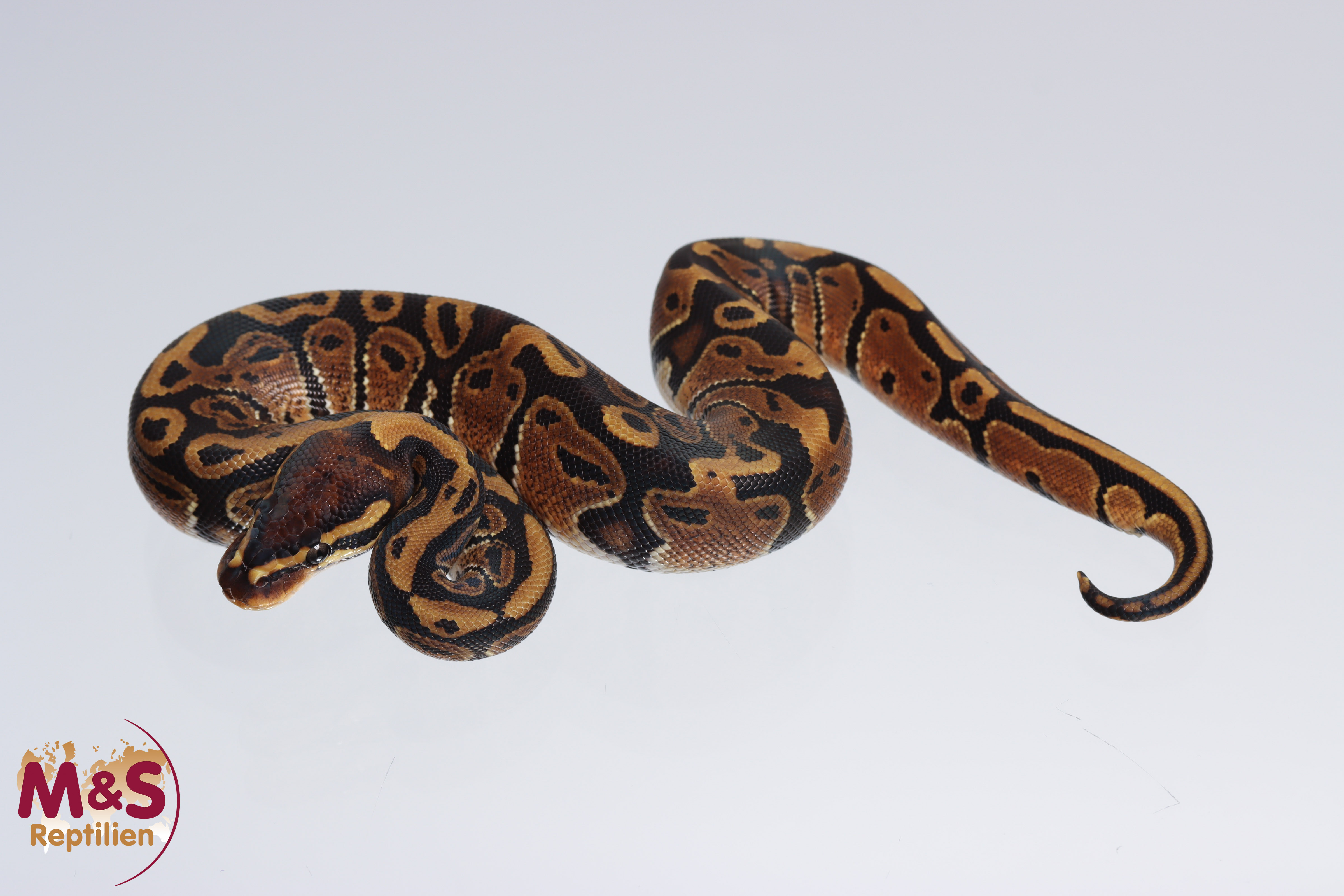 1.0 (Male) 66% doppel poss het. Albino - Sunset Königspython NZ´M&S´22 Python regius