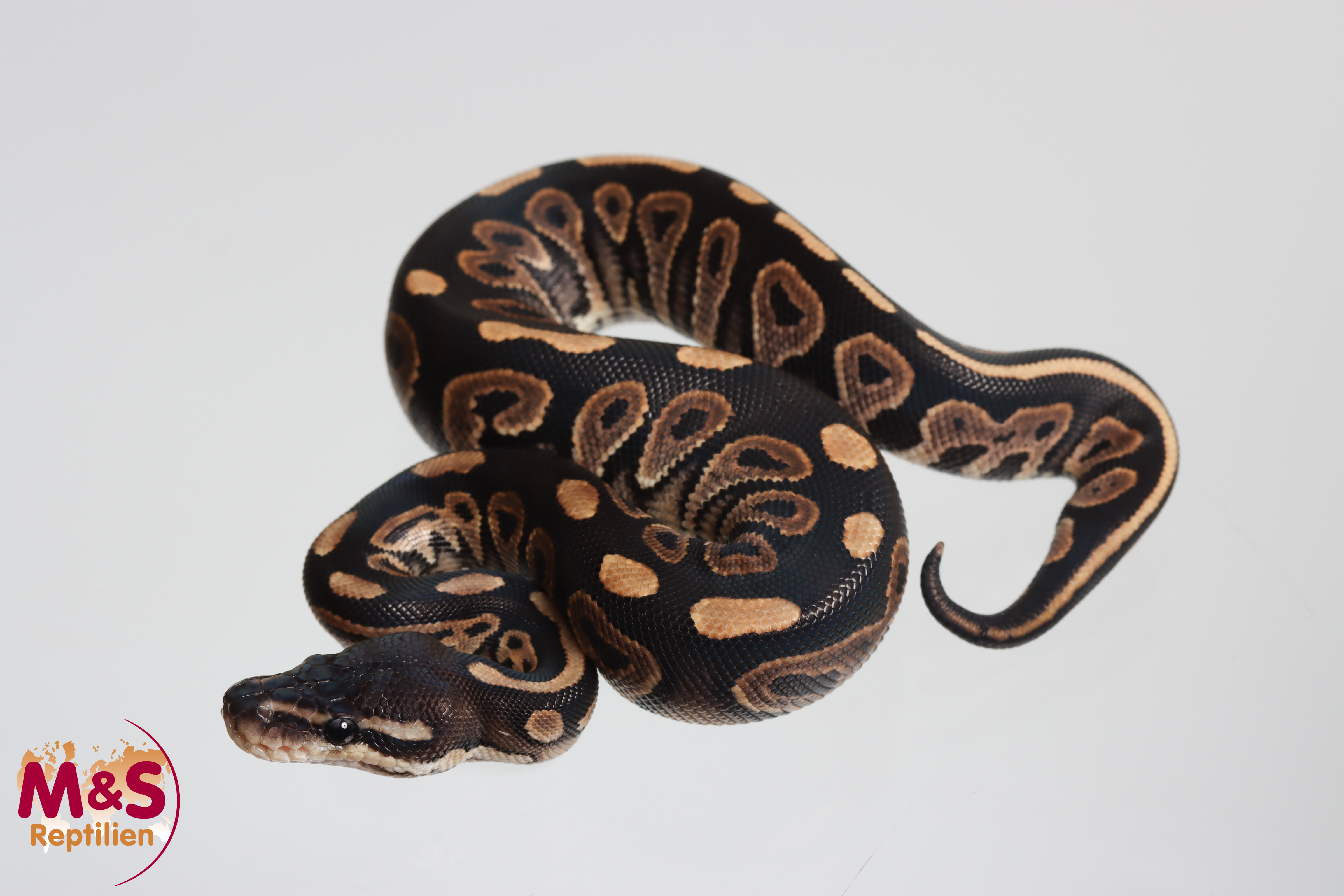 0.1 (Female)  Black Pastel Königspython NZ´M&S´26 Python regius