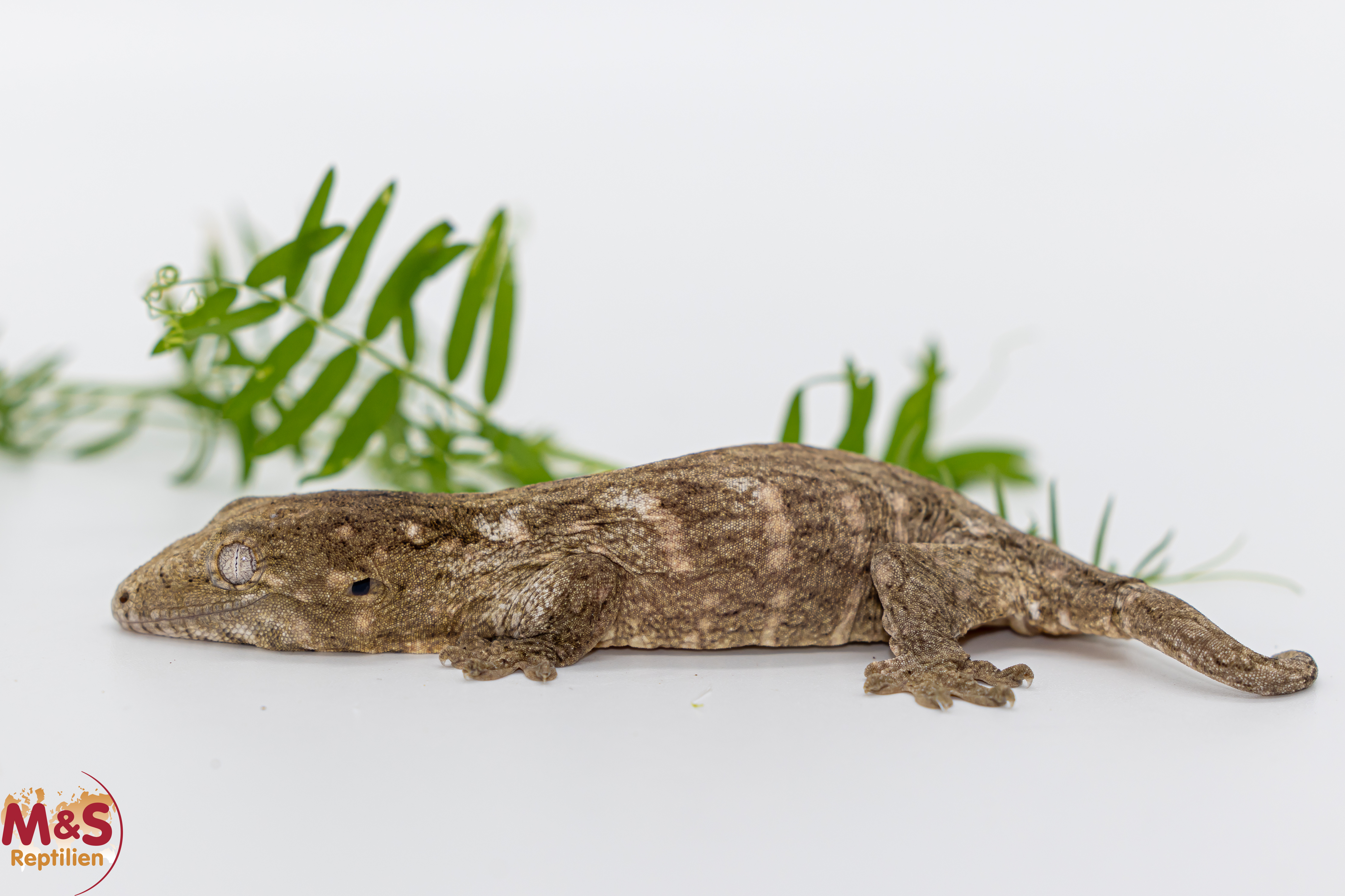 1.0 (Male) Riesengecko -Friedel x Tröger Fridel- (small) NZ´ 26 Rhaco. leachianus (Originalbild)