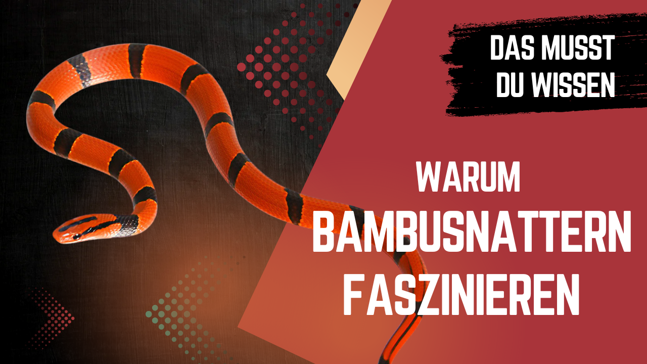 Terraristik-Geheimtipp: Bambusnattern – Pflege, Temperatur, Zucht & spannende Unterarten!