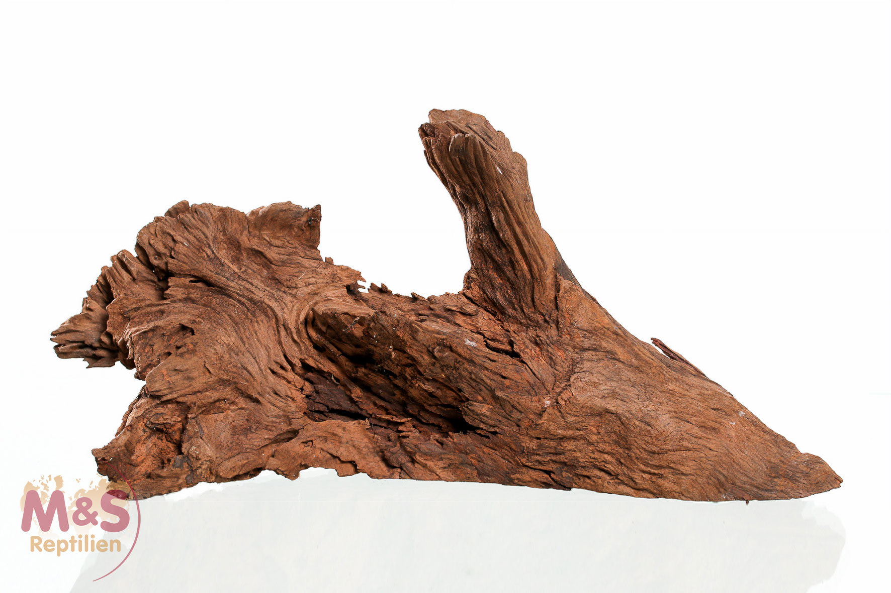 Mangrovenwurzel - medium 30-40cm