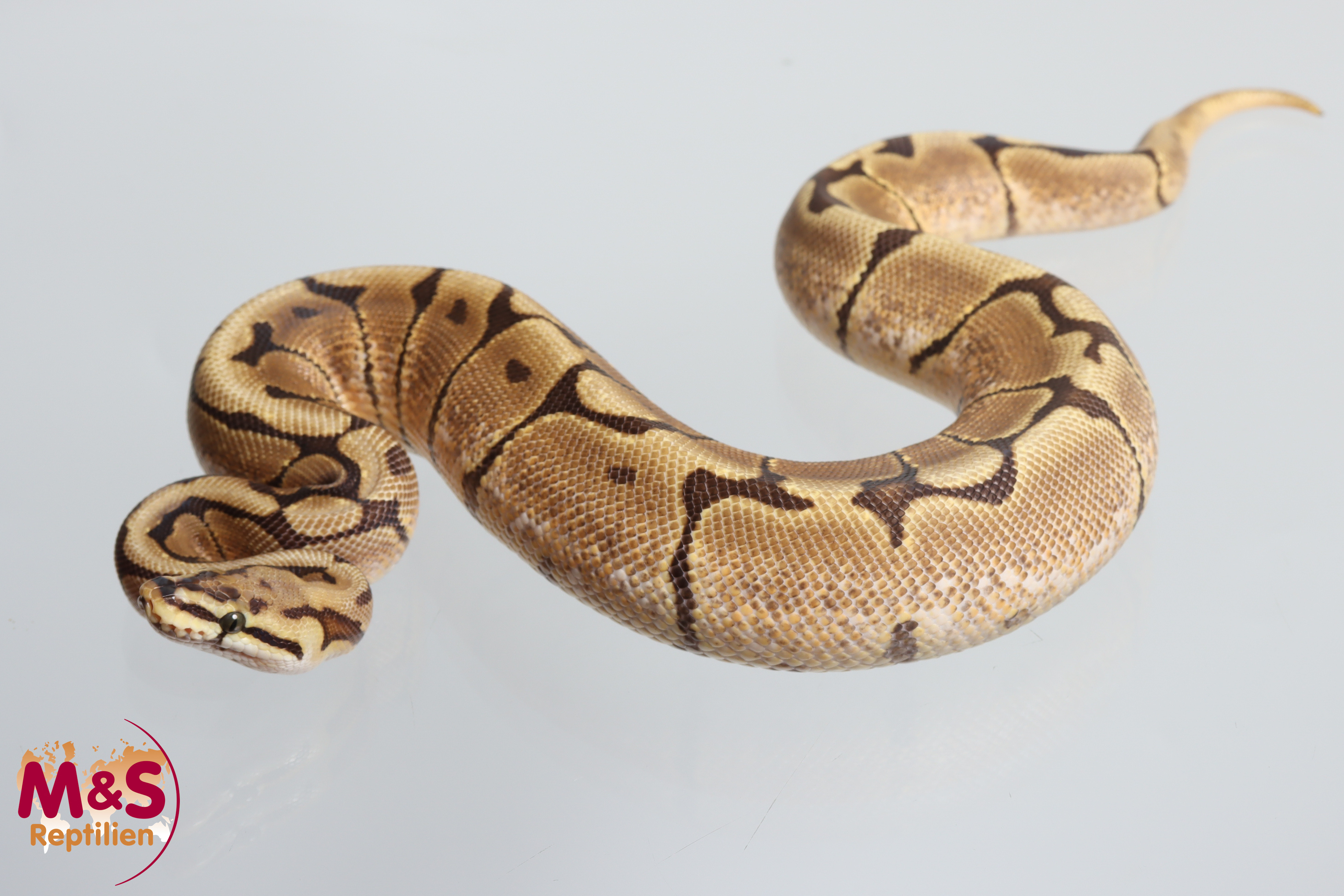 0.1 (Female) Spider 100% hetero Piebald Königspython NZ´M&S´25 Python regius