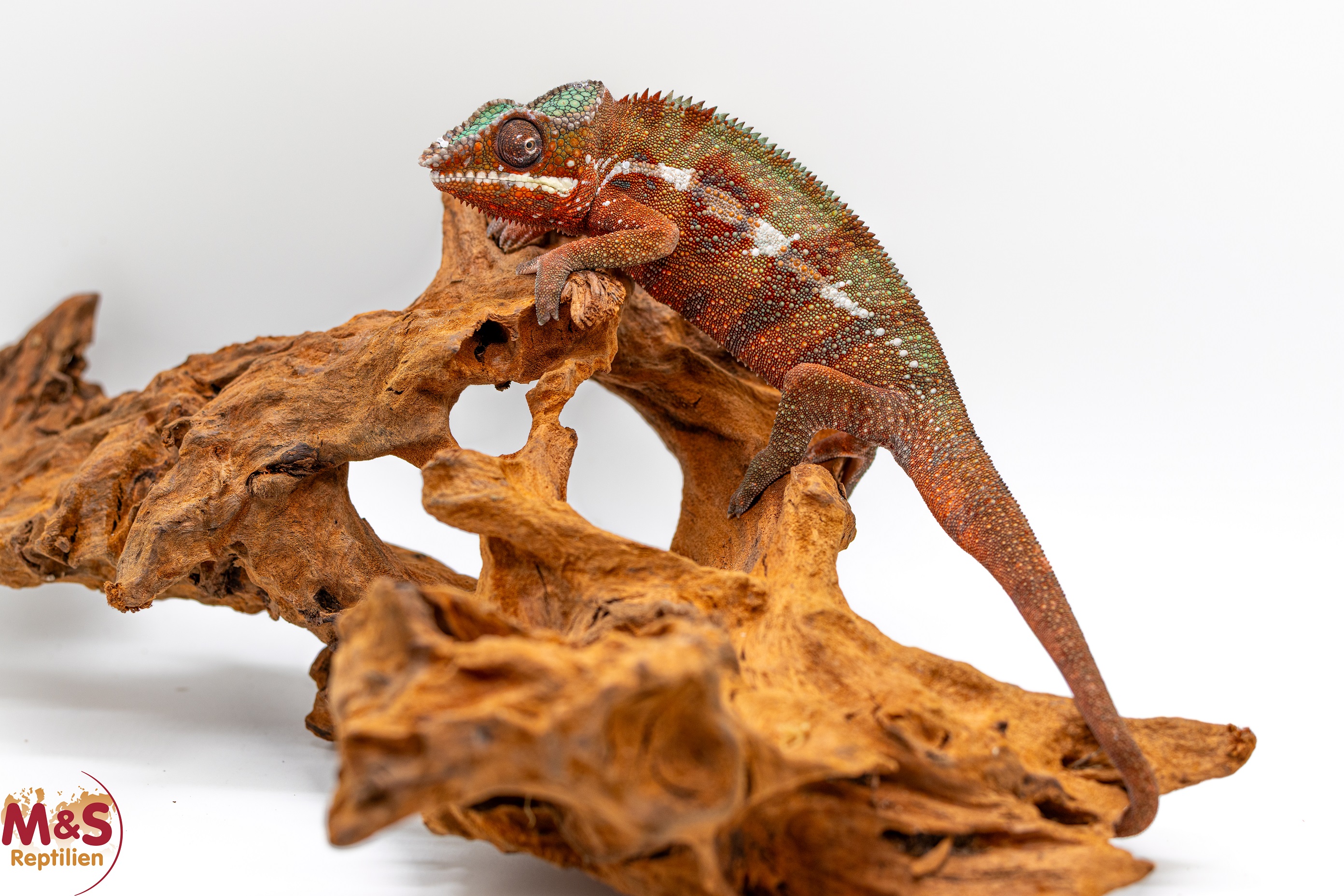 1.0 (Male) 'Ambilobe red' Pantherchamäleon NZ´25 (subadult) Furcifer pardalis (Originalbild)