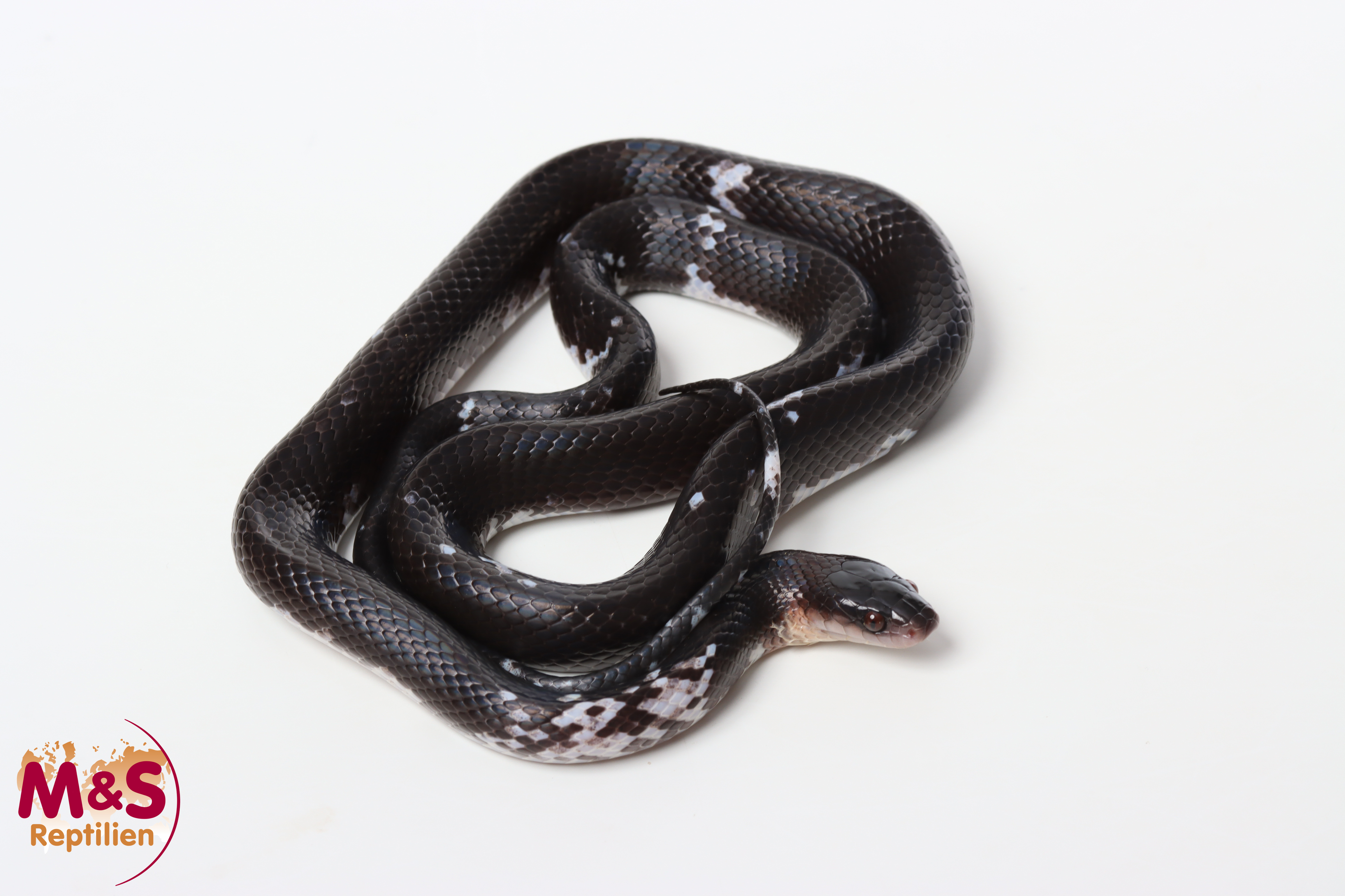 1.0 (Male) Mussurana Schlange NZ´24 ( ca. 80 cm)  Mussurana clelia clelia (Originalbild)