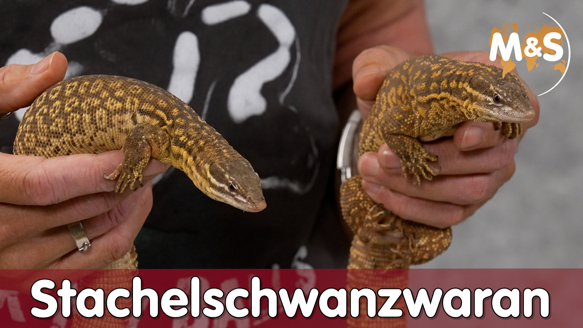 Stachelschwanzwaran | Varanus acanthurus complex