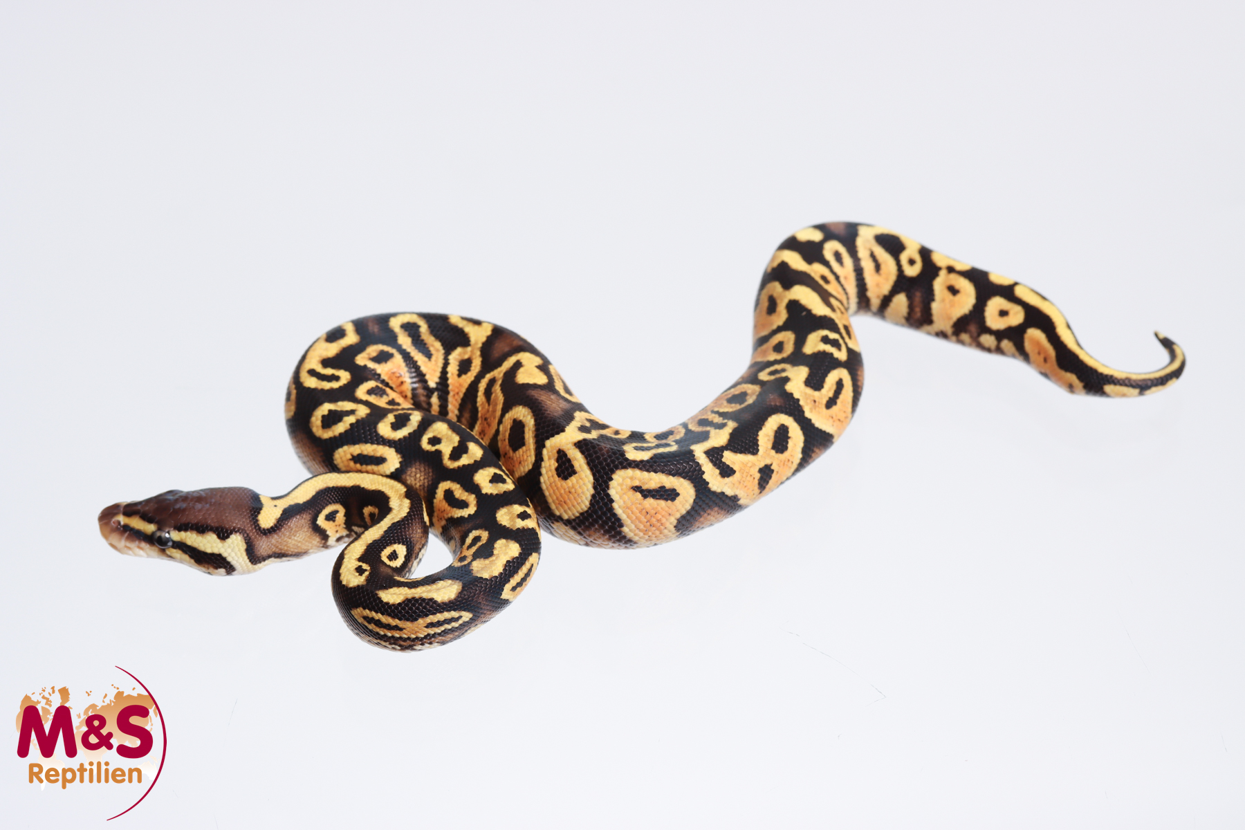 0.1 (Female) Gravel-Pastel Königspython NZ´M&S´23 Python regius