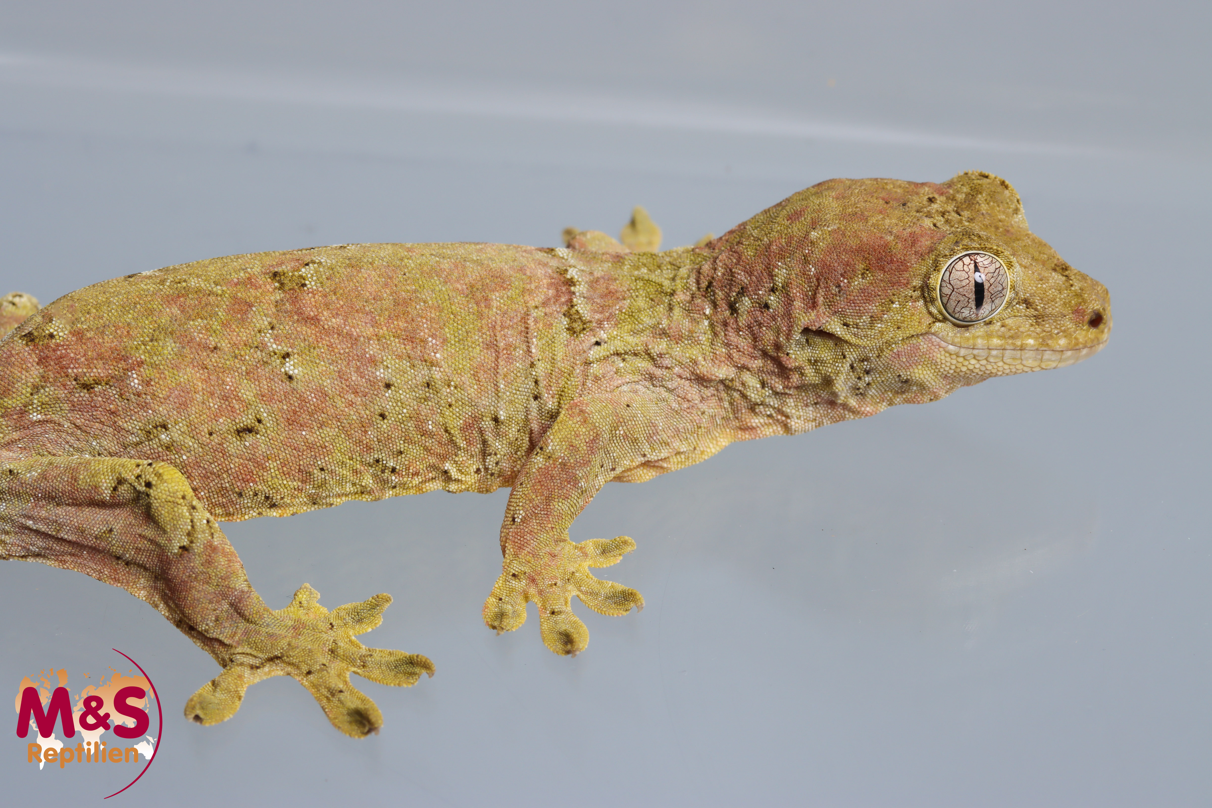 0.1 (Female) -Mainland- Flechtengecko ( kleiner Knickschwanz) NZ 23 (adult) Mniarogekko chahoua (Originalbild)